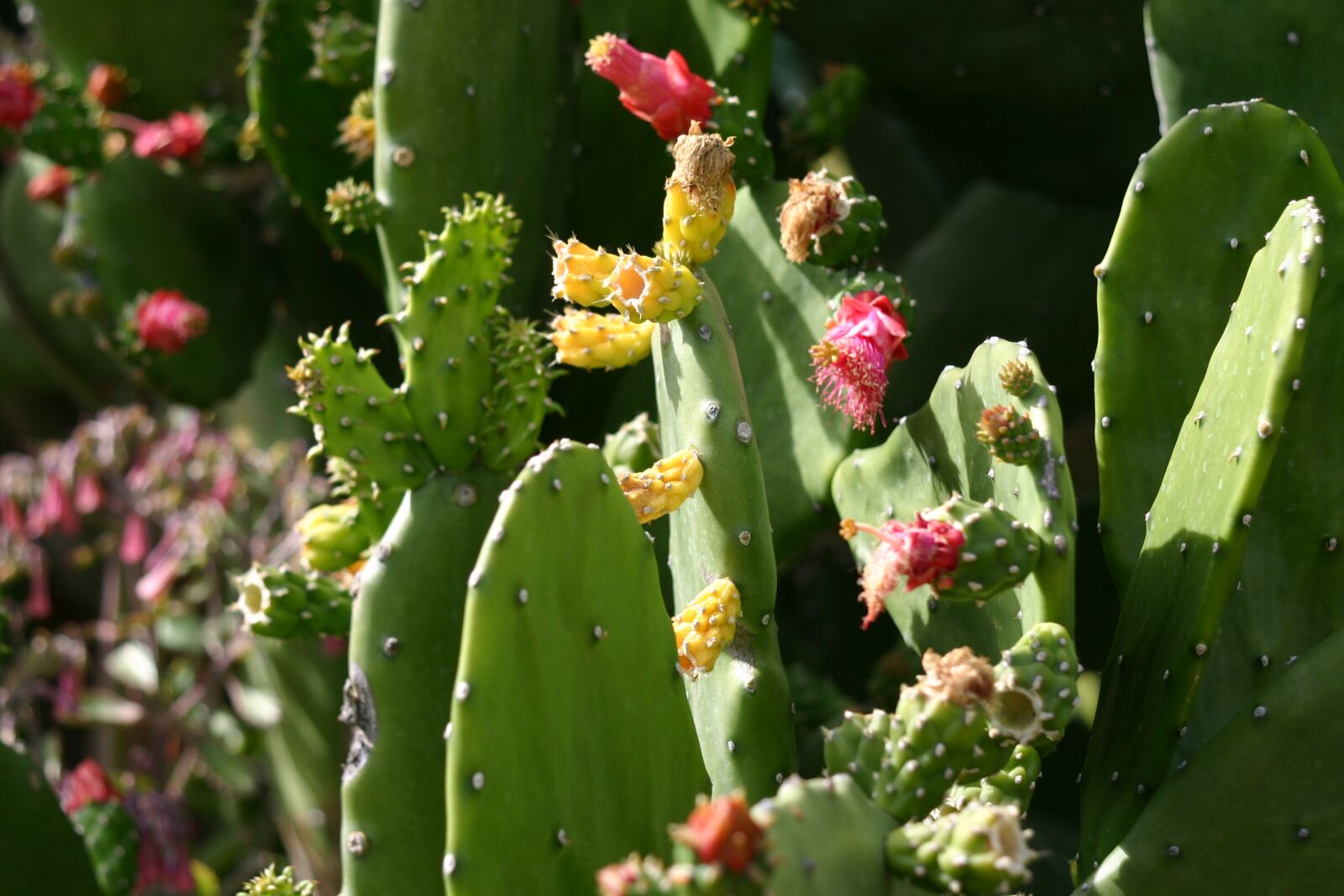 Canon EOS 300D (EOS Digital Rebel / EOS Kiss Digital) sample photo. Cactus, nature, succulent photography