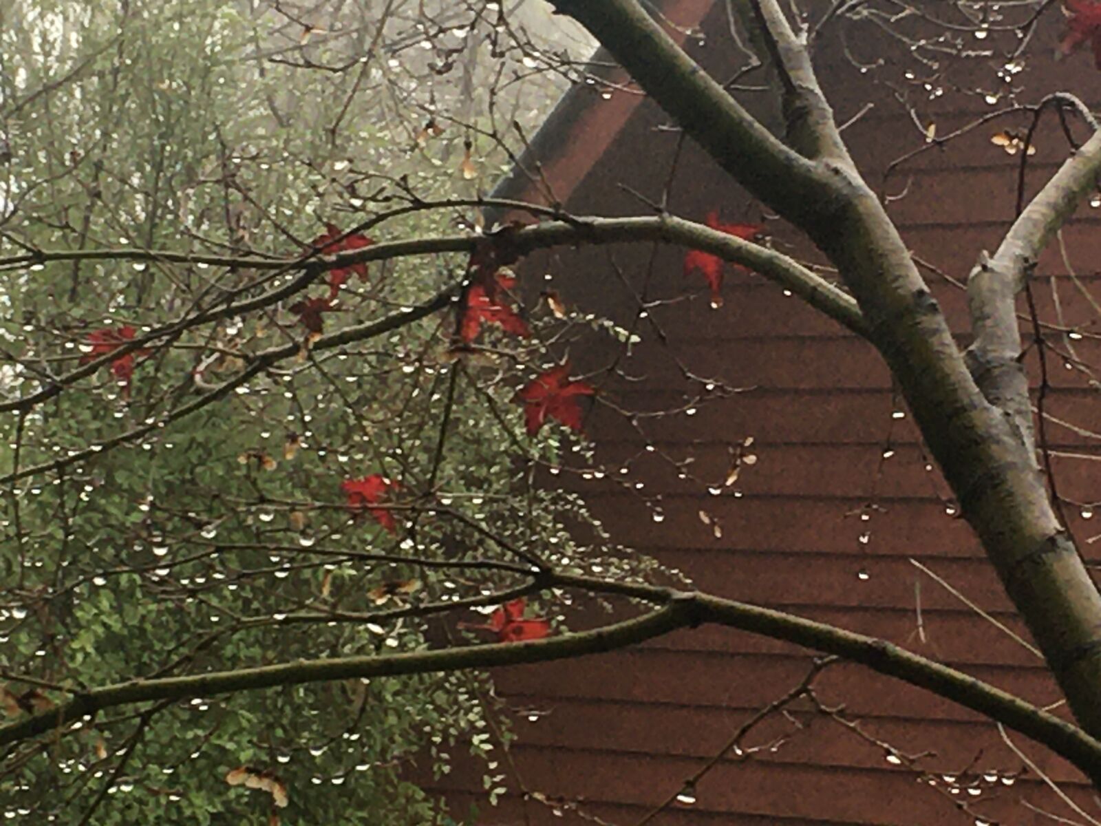 iPhone 6s back camera 4.15mm f/2.2 sample photo. Autumn, leaves, rain photography