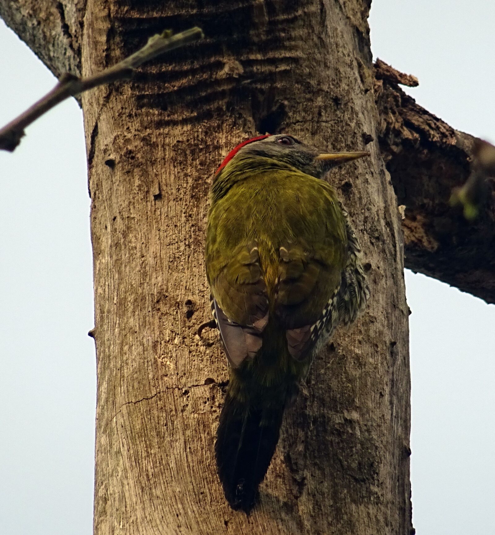 Sony DSC-HX60V sample photo. Streak-throated woodpecker, bird, woodpecker photography