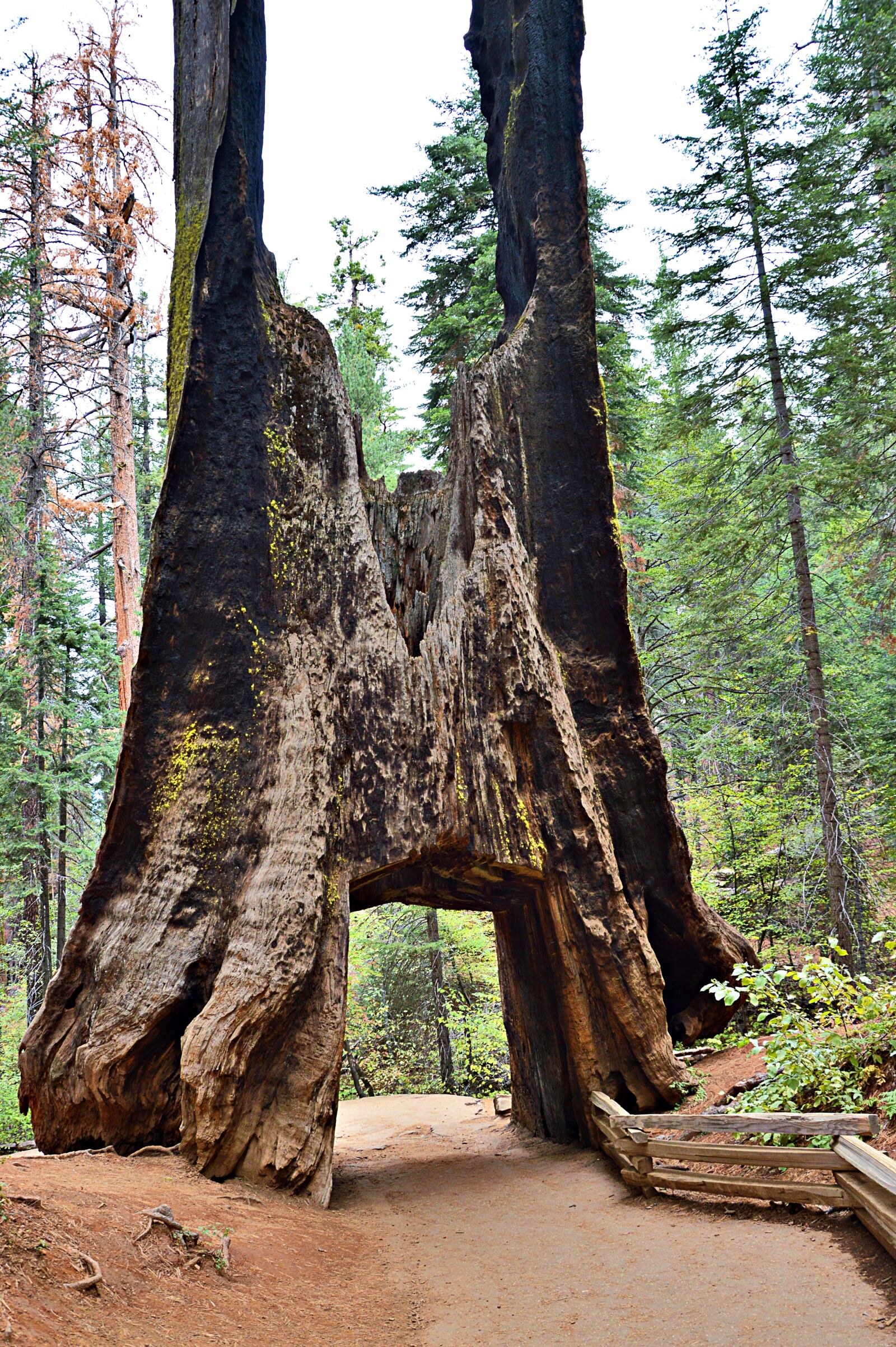 Nikon D3200 sample photo. Usa, sequioa tree, sequoia photography