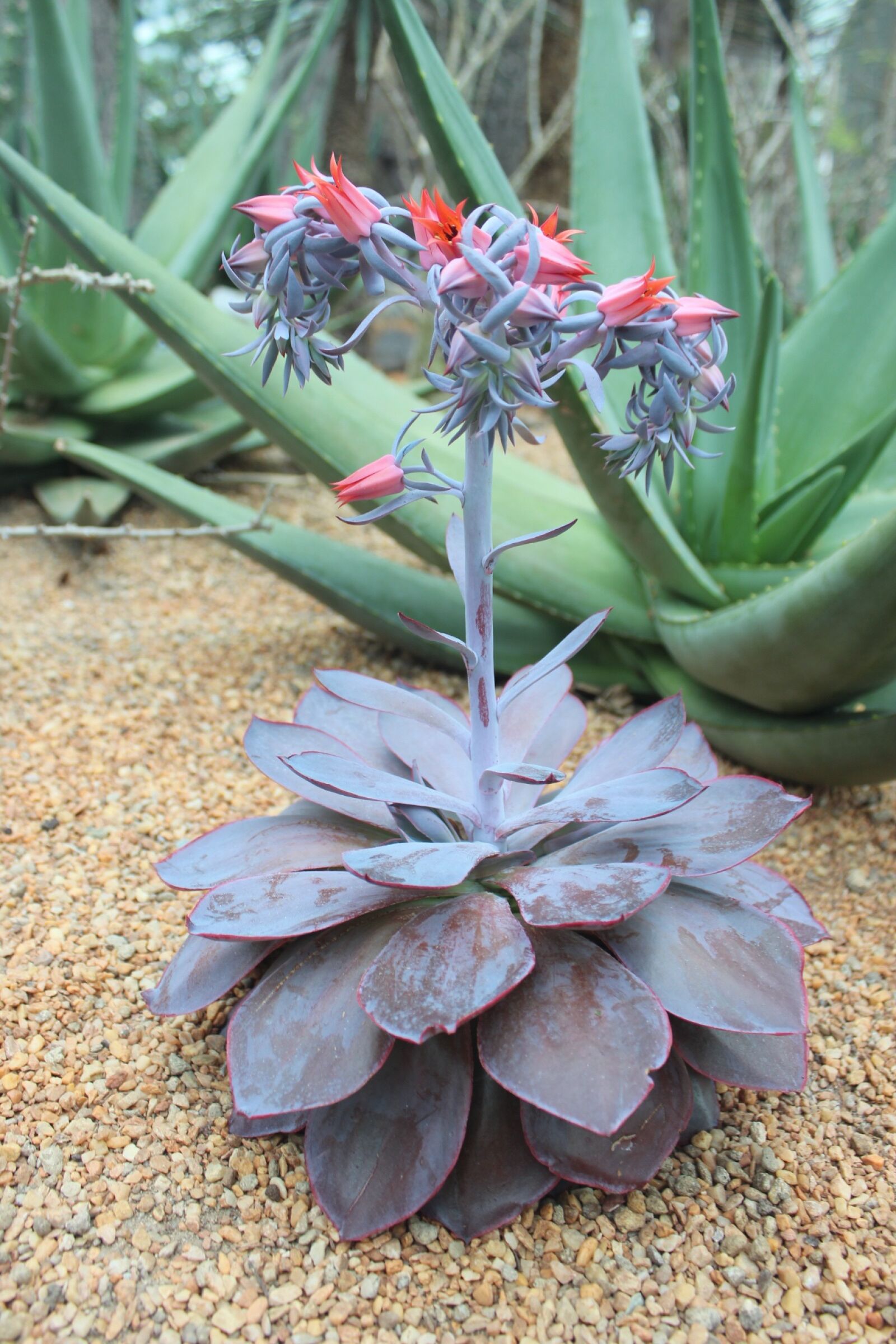 Canon EOS 600D (Rebel EOS T3i / EOS Kiss X5) sample photo. Succulent, plant, nature photography