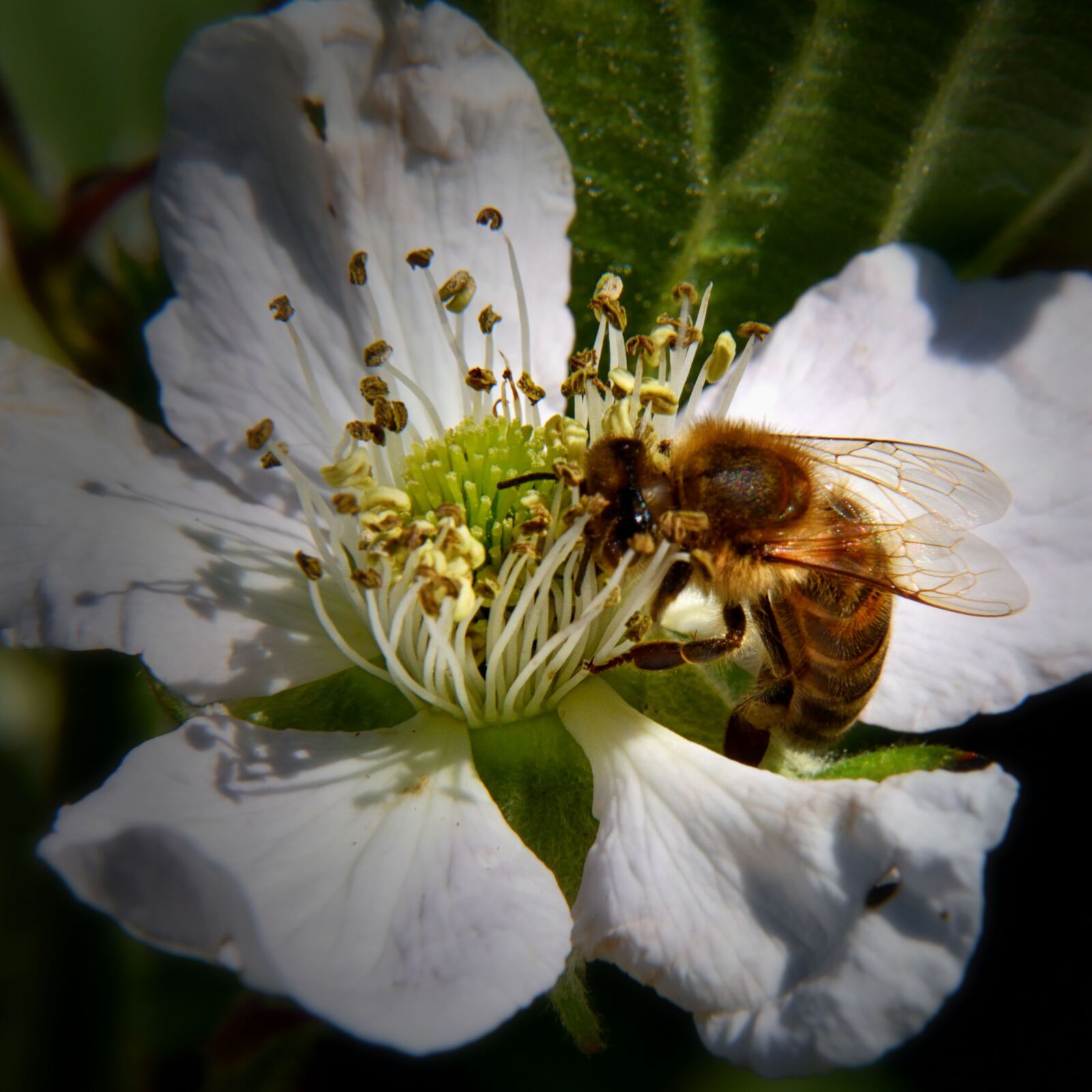 Nikon D5500 sample photo. Wild bee, blossom, bloom photography
