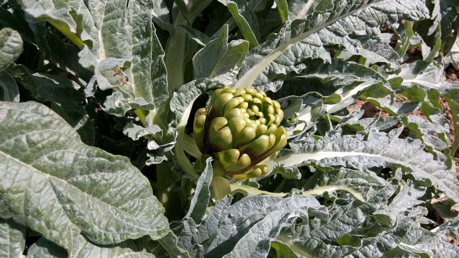 WIKO GETAWAY sample photo. Artichoke, plant, fruit photography
