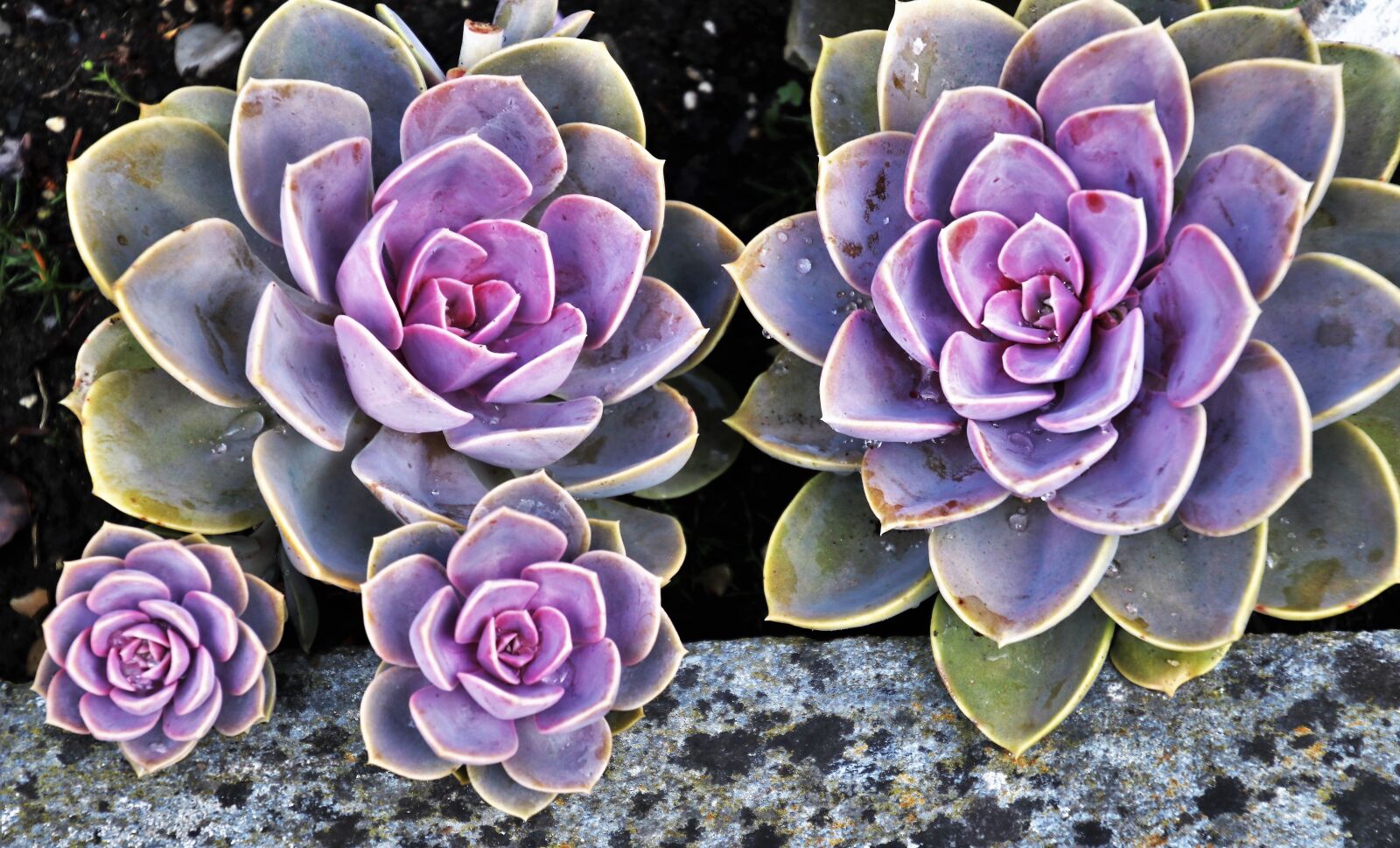 Canon EOS 80D sample photo. Succulents, decorative, plant photography