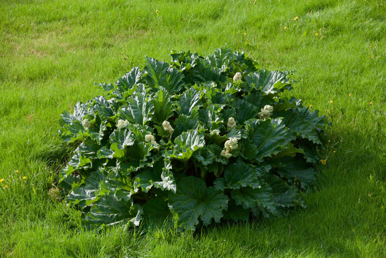 Canon EOS 5D Mark III sample photo. Plant, cabbage, green photography