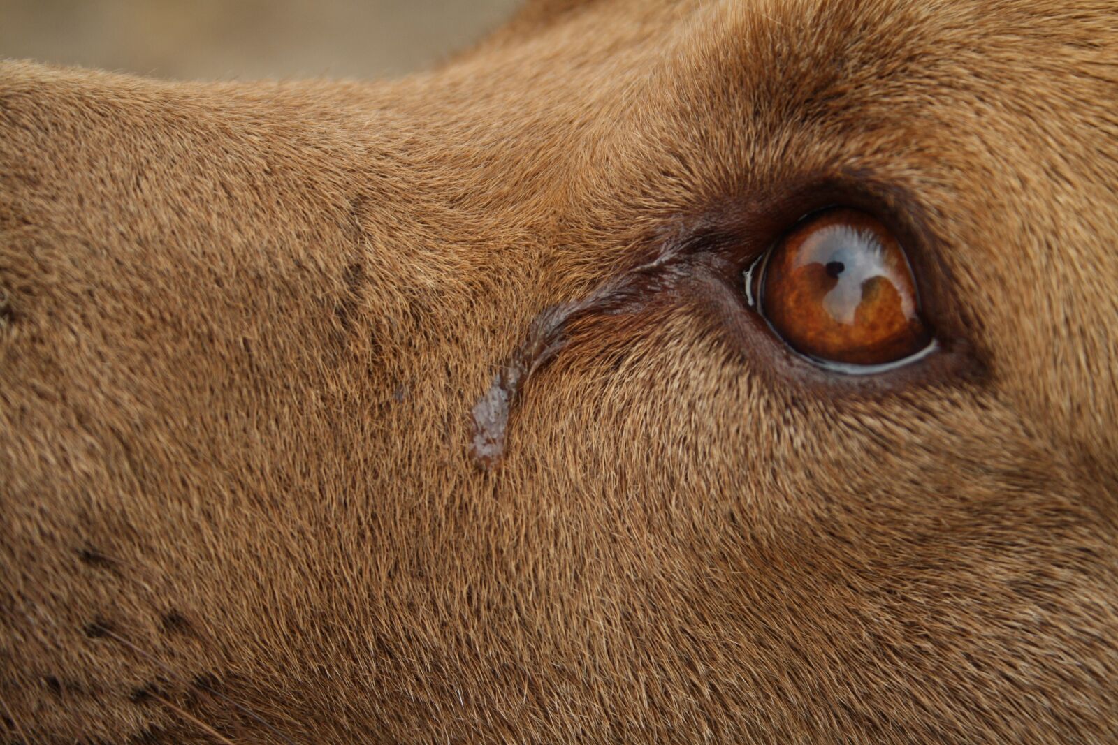 Canon EOS 1000D (EOS Digital Rebel XS / EOS Kiss F) sample photo. Dog, animal, puppy photography