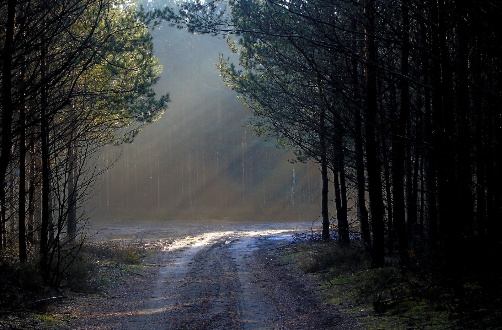 Sony Cyber-shot DSC-H400 sample photo. Forest, light, mood photography
