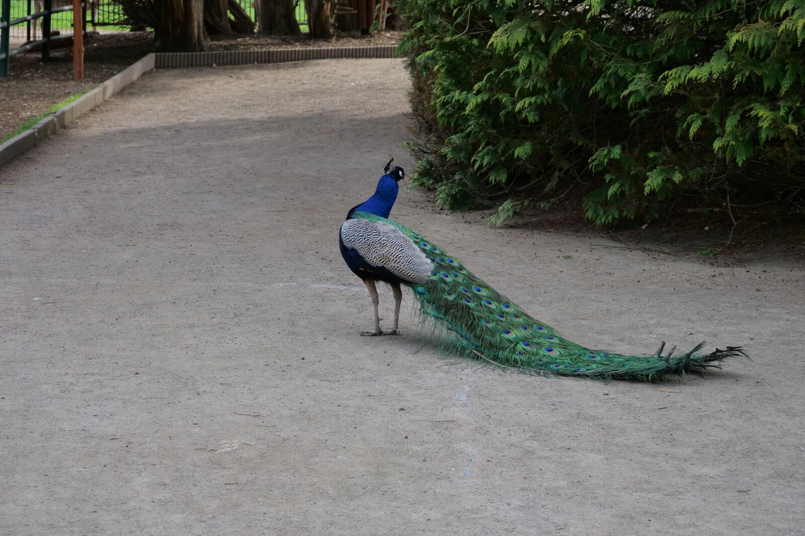 Panasonic Lumix DC-G9 sample photo. Bird, nature, feather photography