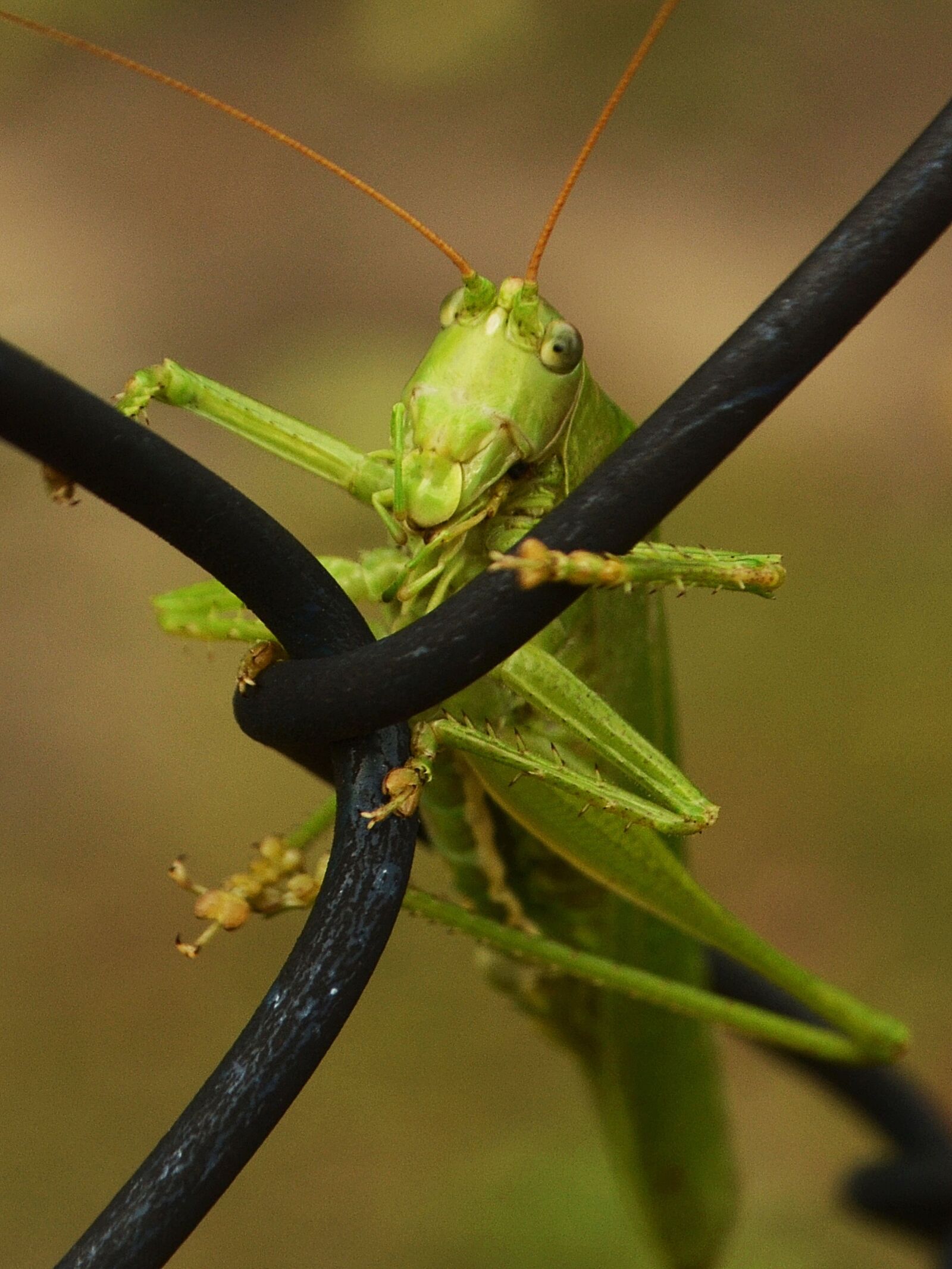Nikon D3100 sample photo. Grasshopper, locust, insect photography