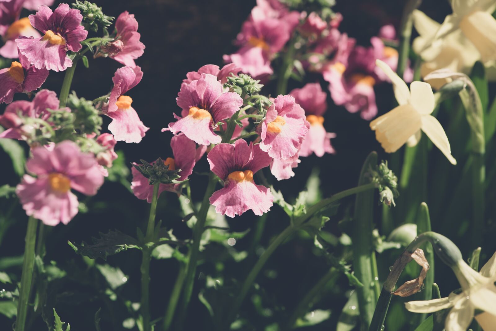 Nikon D750 sample photo. Flowers, garden, plant photography