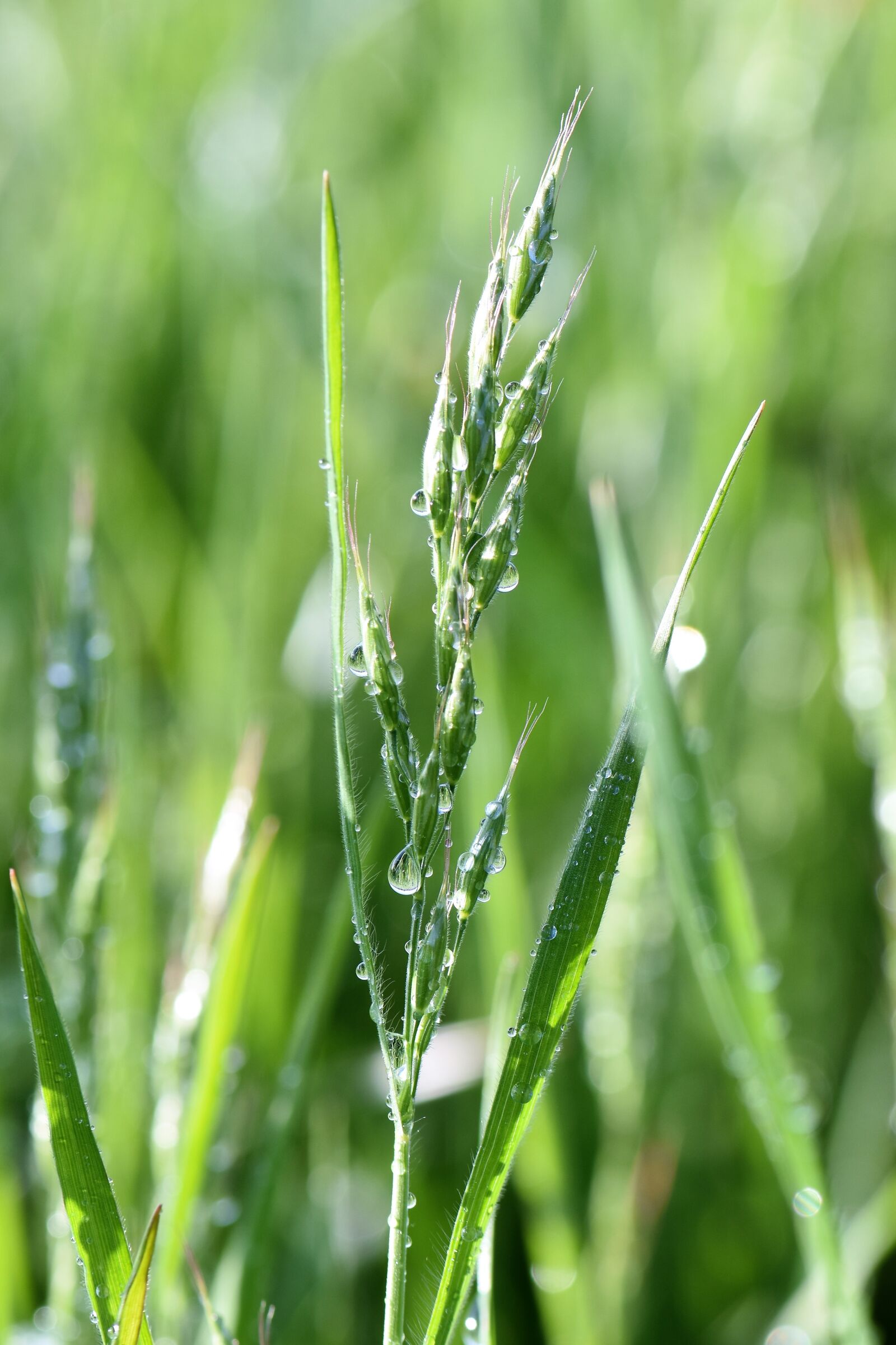 Nikon D5500 sample photo. Grass, meadow, raindrop photography