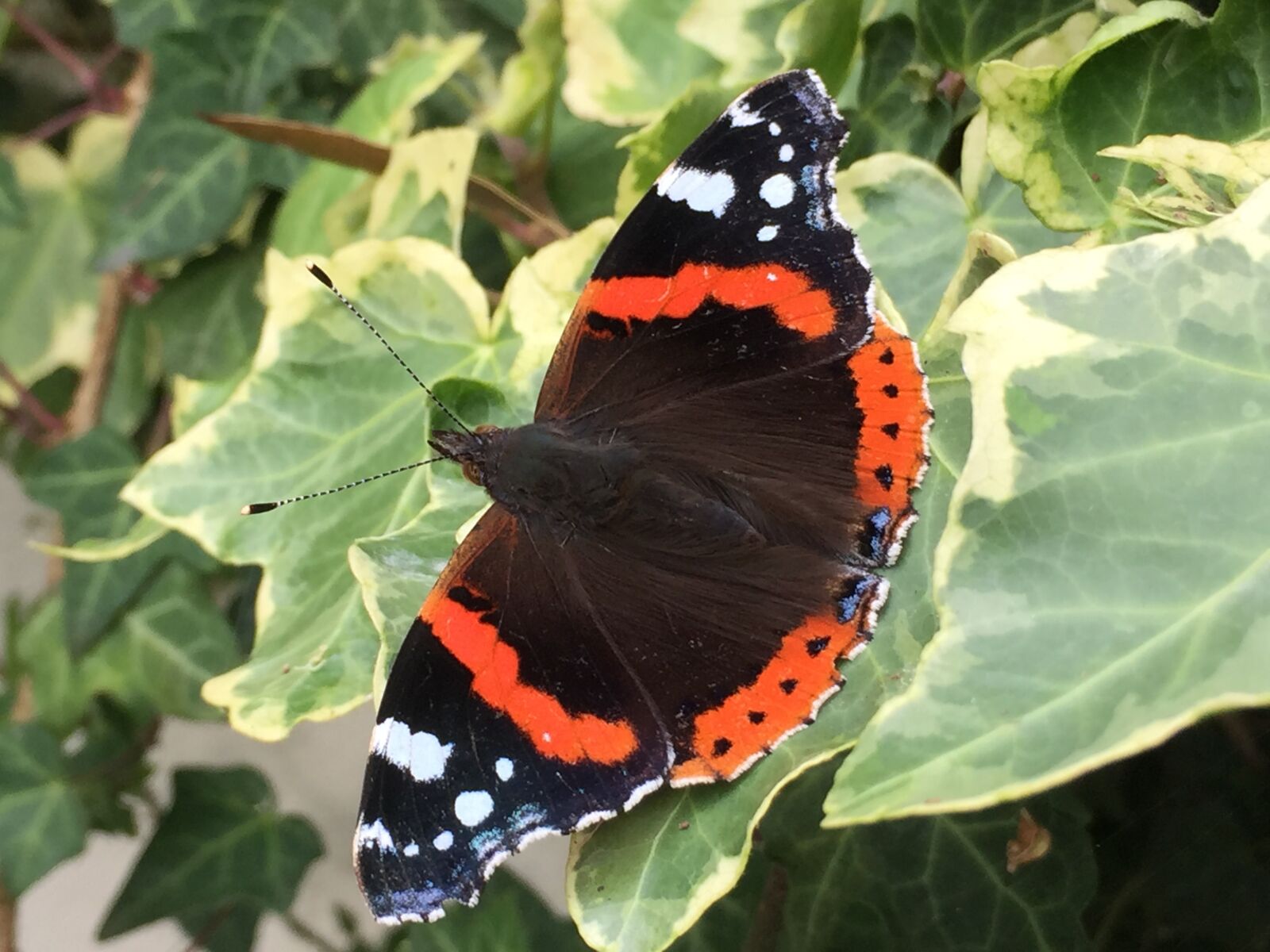 Apple iPhone 6 Plus sample photo. Red admiral butterfly, butterfly photography