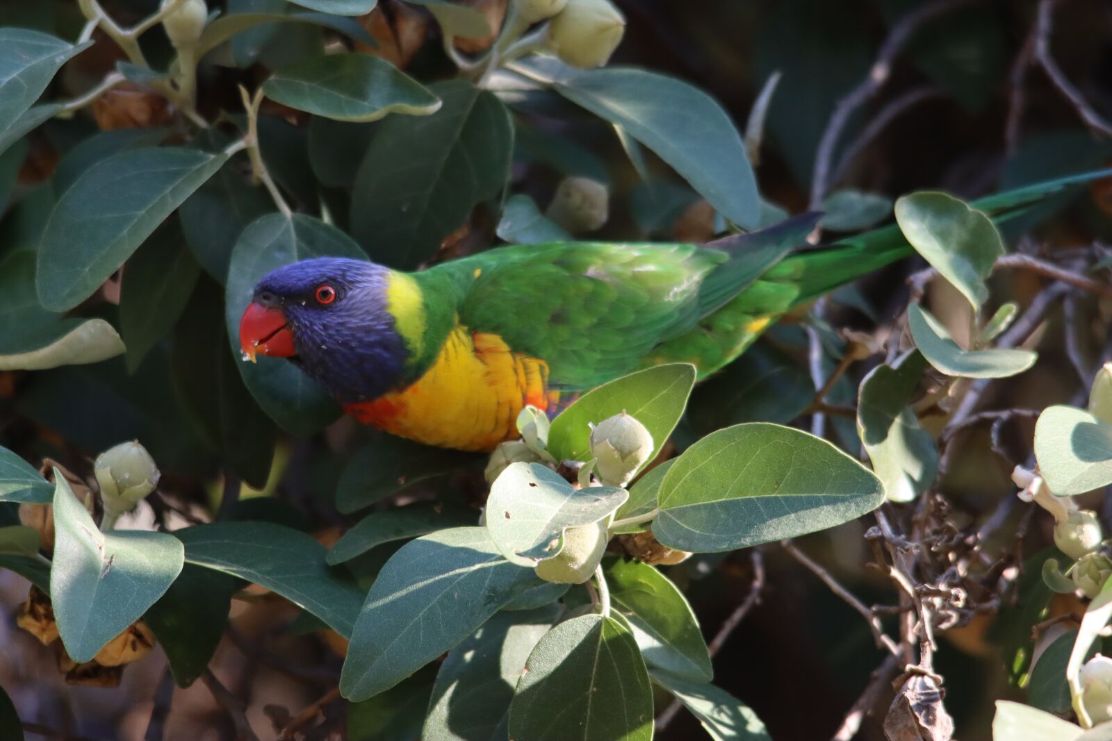 Canon EOS 90D sample photo. Rainbow, lorikeet, eating photography