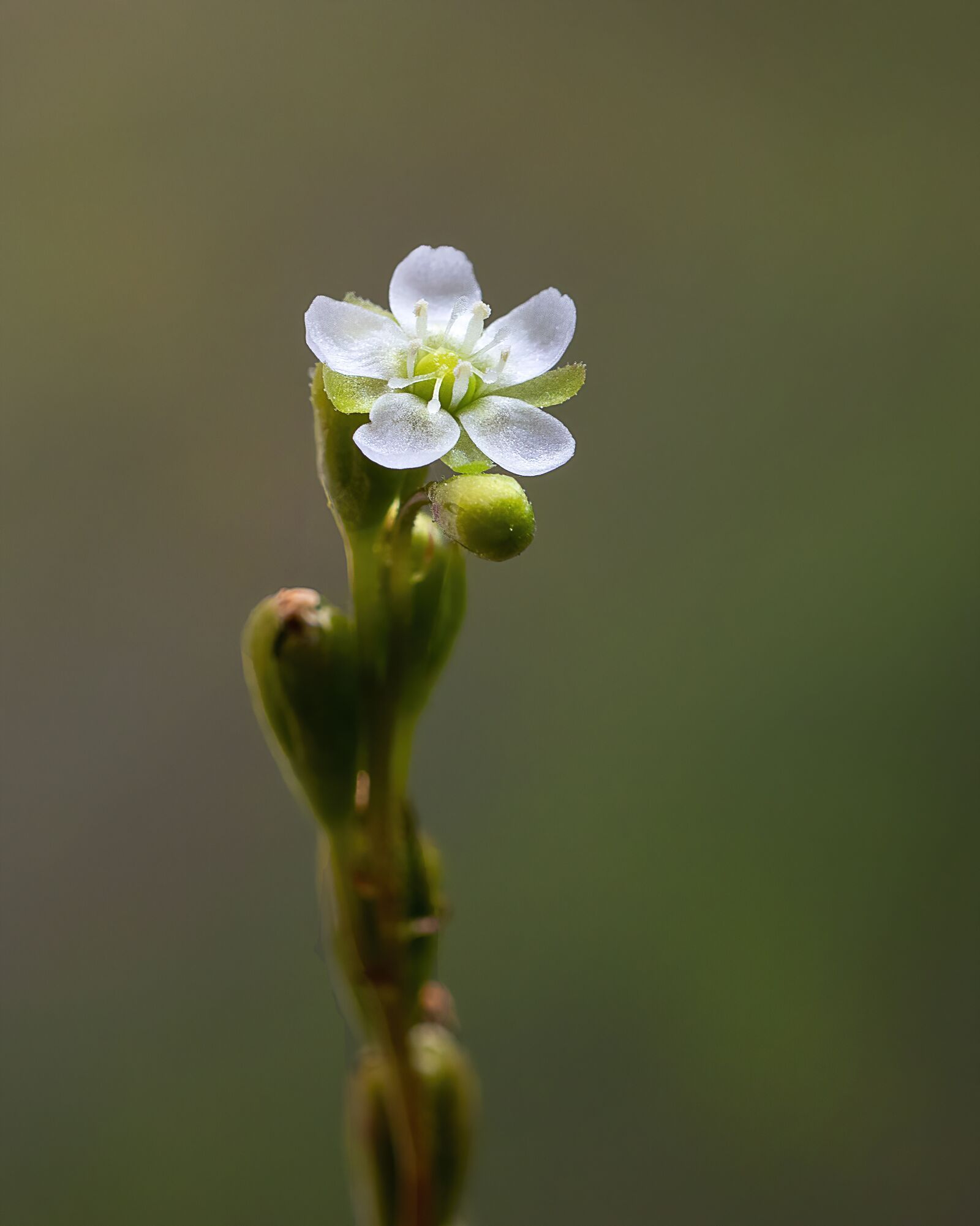 Canon EOS 800D (EOS Rebel T7i / EOS Kiss X9i) sample photo. Round-leaved sundew, wildflower, carnivorous photography
