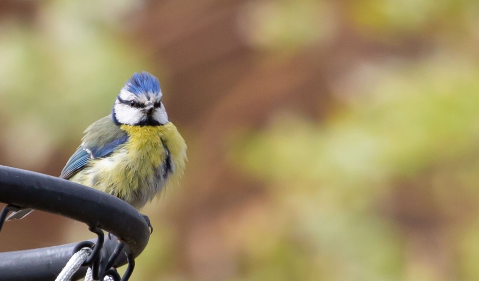 Canon EOS 5D Mark III sample photo. Blue tit, perched tit photography
