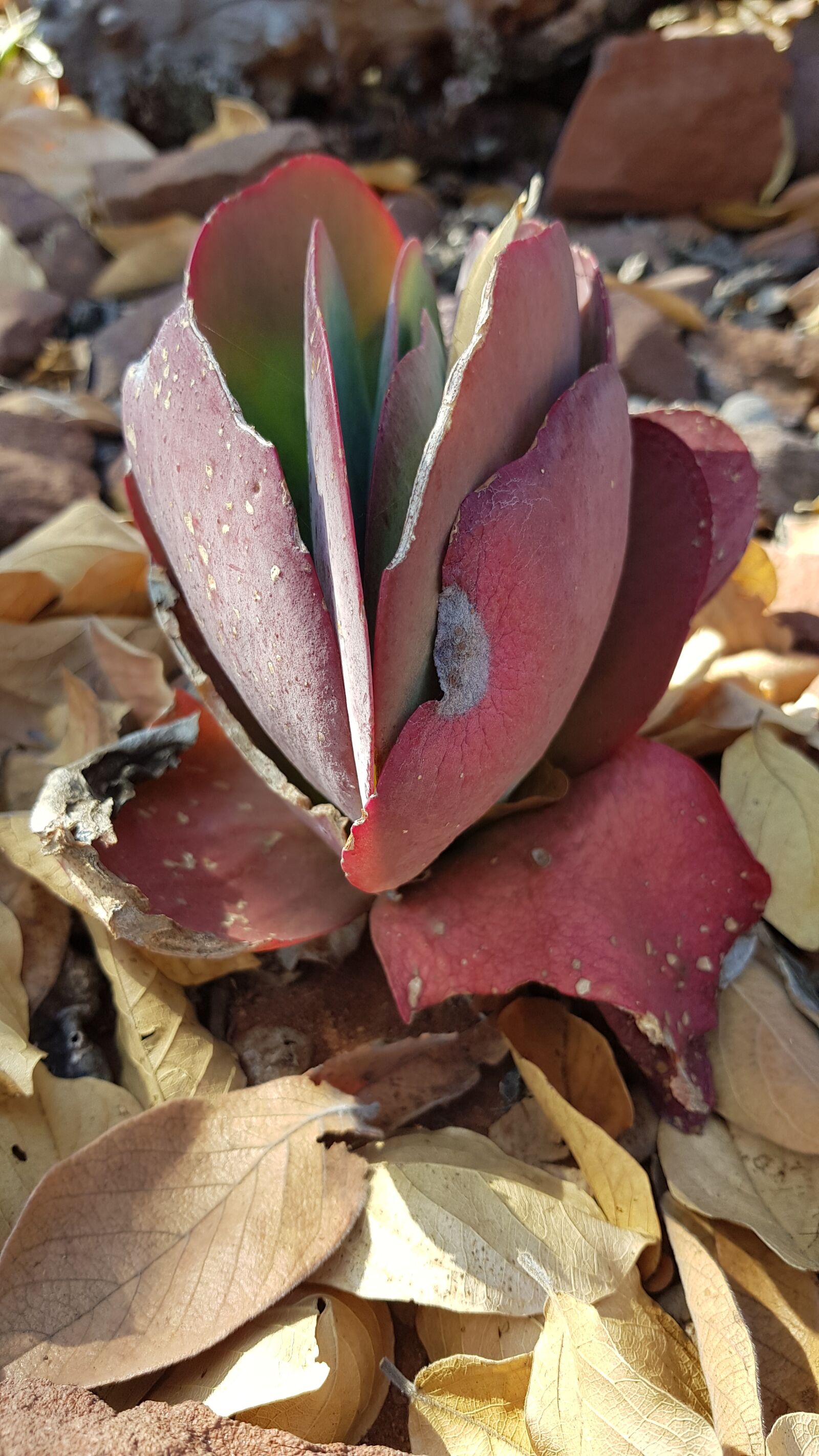 Samsung Galaxy S8+ sample photo. Flowers, plants, garden photography