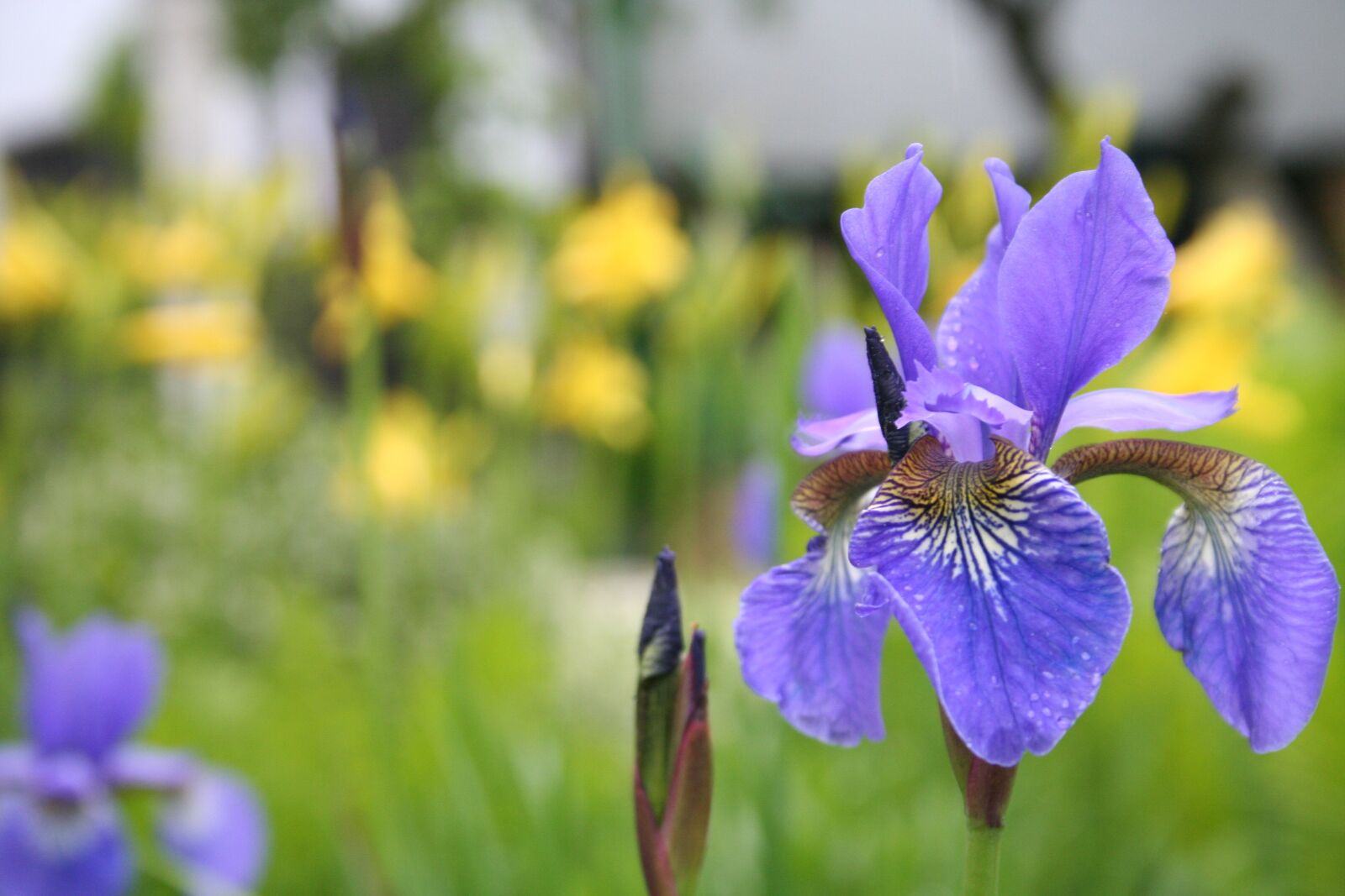 Canon EOS 350D (EOS Digital Rebel XT / EOS Kiss Digital N) sample photo. Iris, the background, yellow photography
