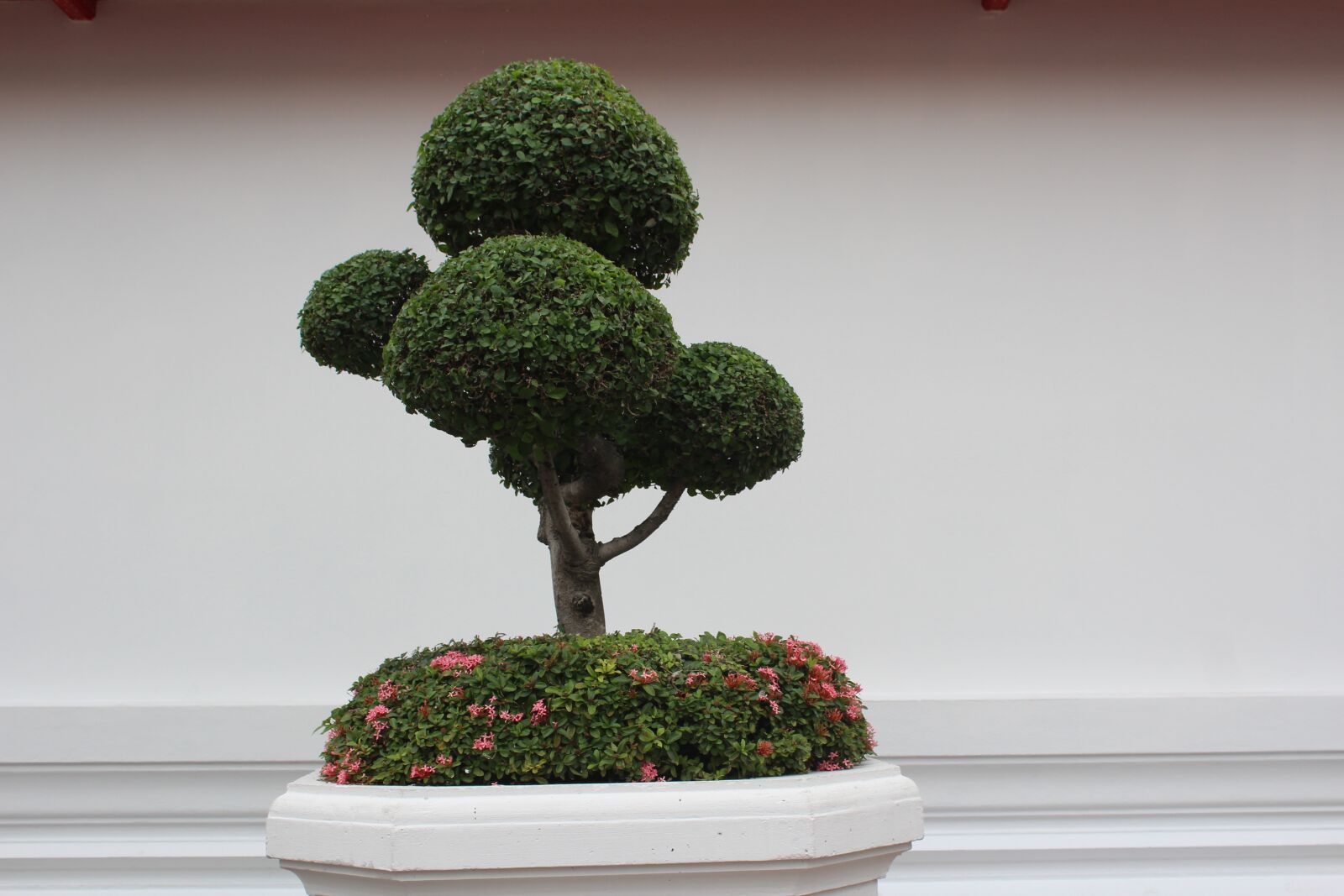 Canon EOS 600D (Rebel EOS T3i / EOS Kiss X5) sample photo. Bonsai tree, tree, bonsai photography
