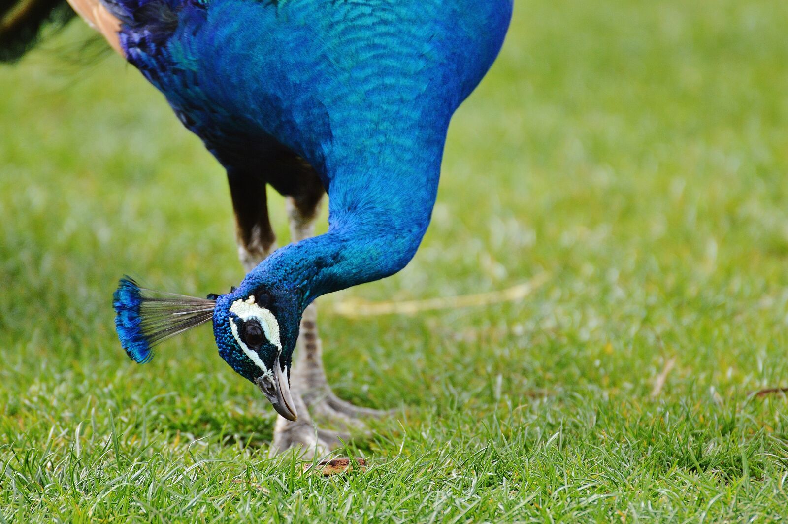 Nikon D3200 sample photo. Peacock, bird, poultry photography