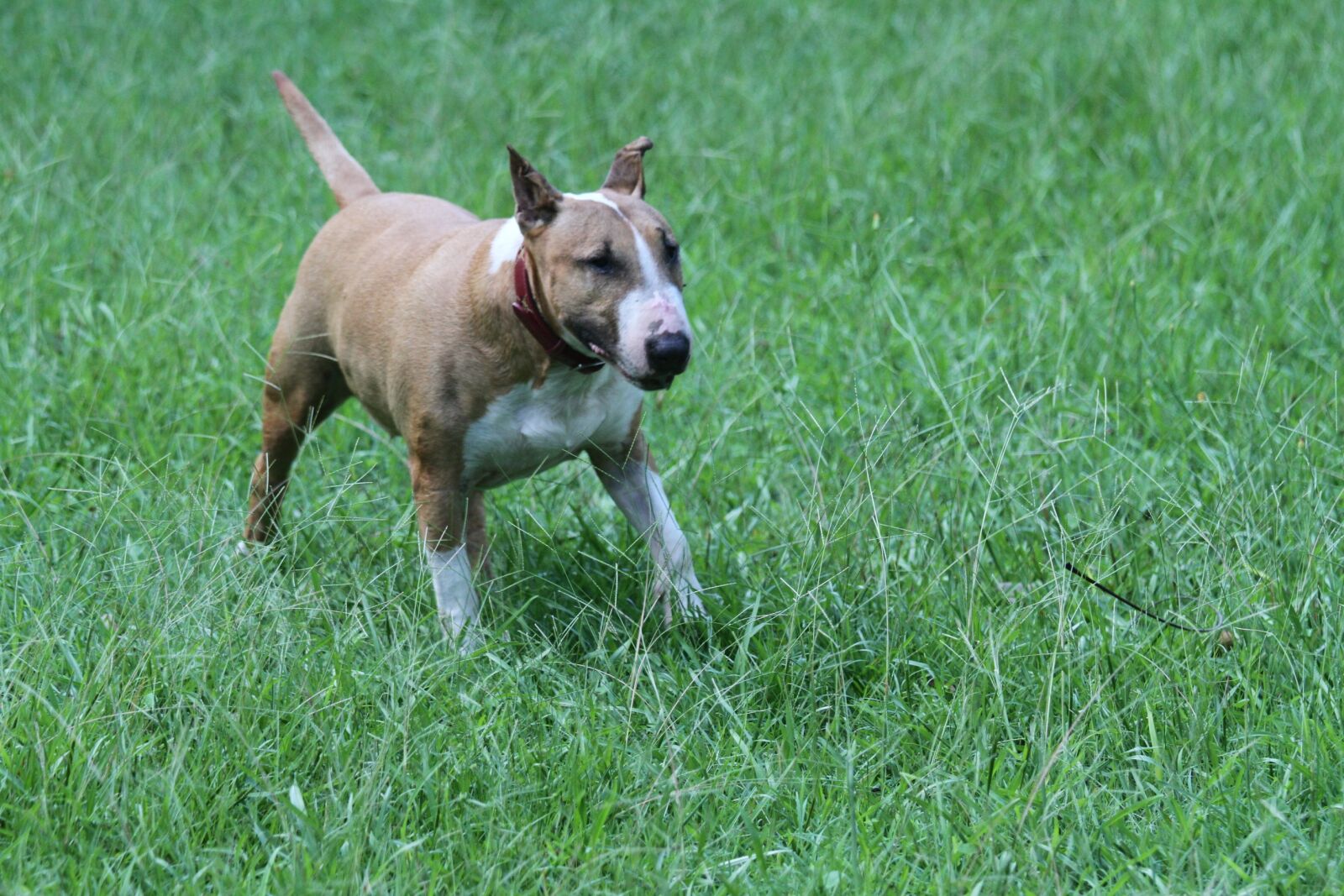 Canon EF 70-200mm F4L IS USM sample photo. Bull terrier, english, bully photography