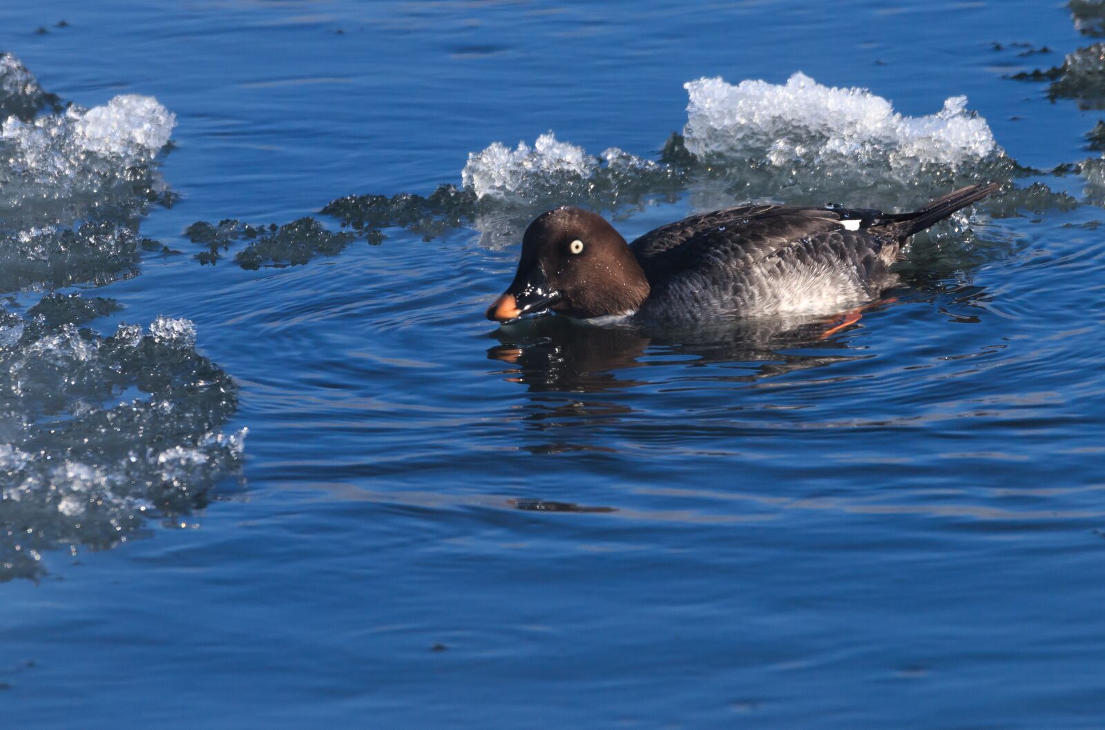 Canon EOS 70D sample photo. Duck, ice, river photography