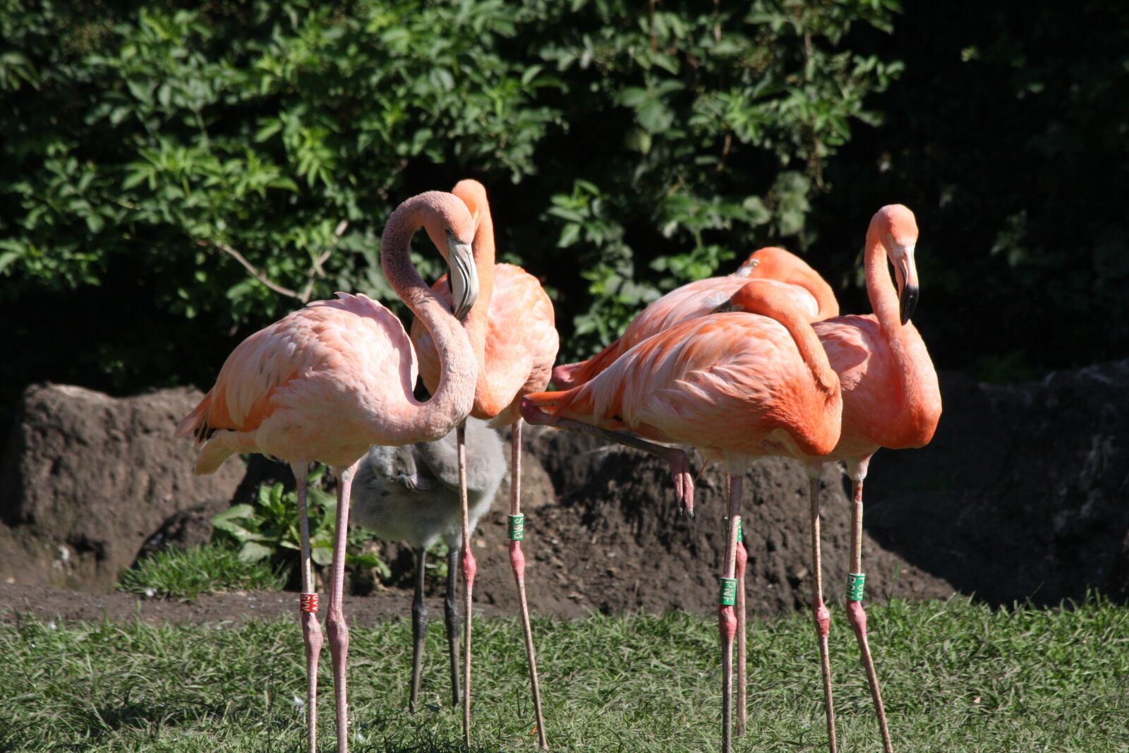 Canon EOS 40D sample photo. Birds, zoo, pink photography