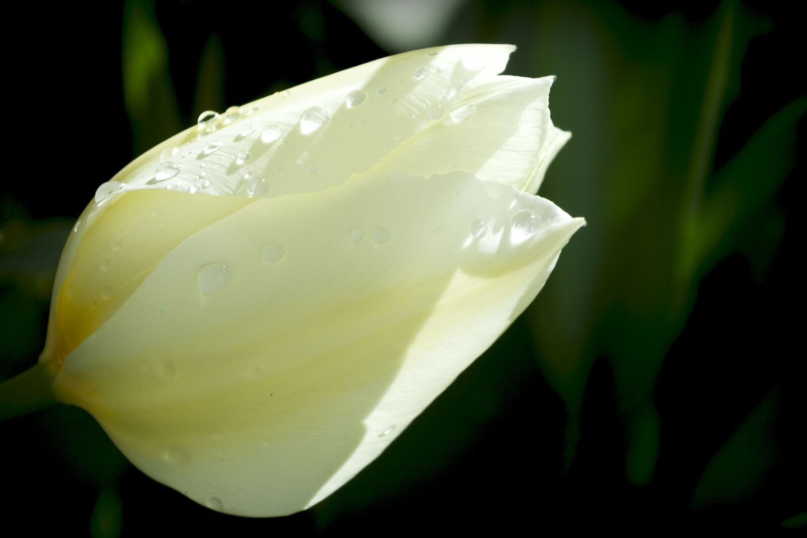 Canon EOS 350D (EOS Digital Rebel XT / EOS Kiss Digital N) sample photo. Tulip, flower, petals photography