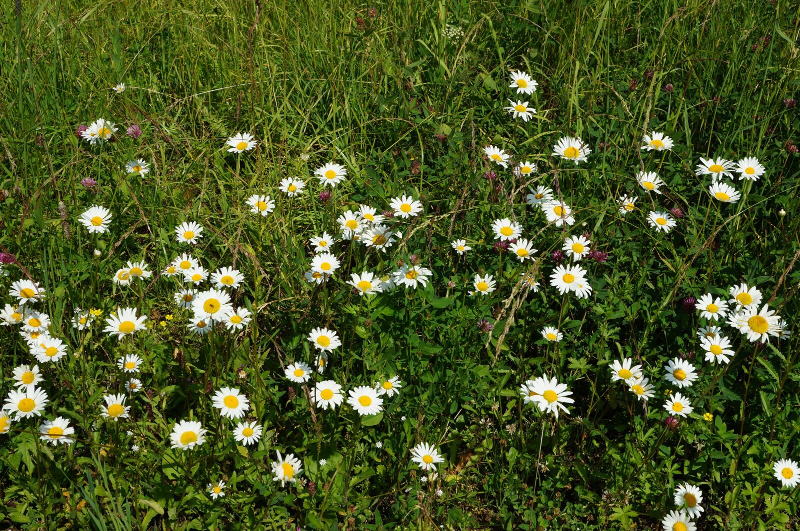 Sony SLT-A57 sample photo. Summer, grass, meadow photography