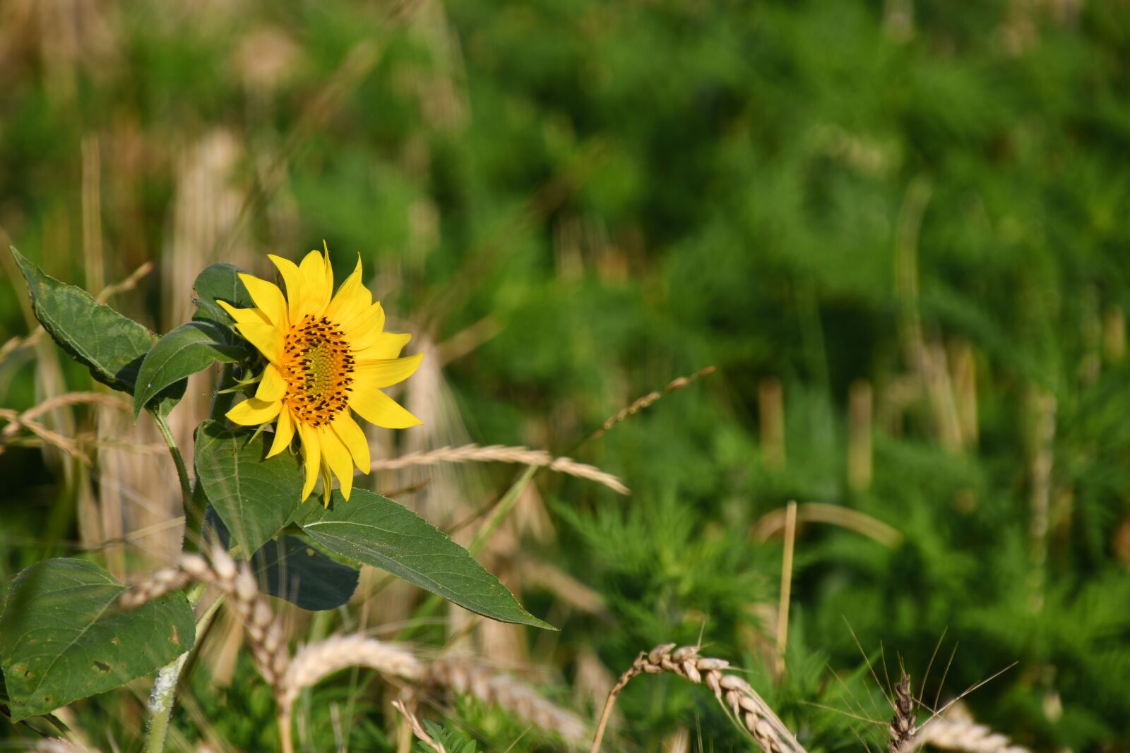 Nikon D7500 sample photo. Alone, sunflower, yellow photography