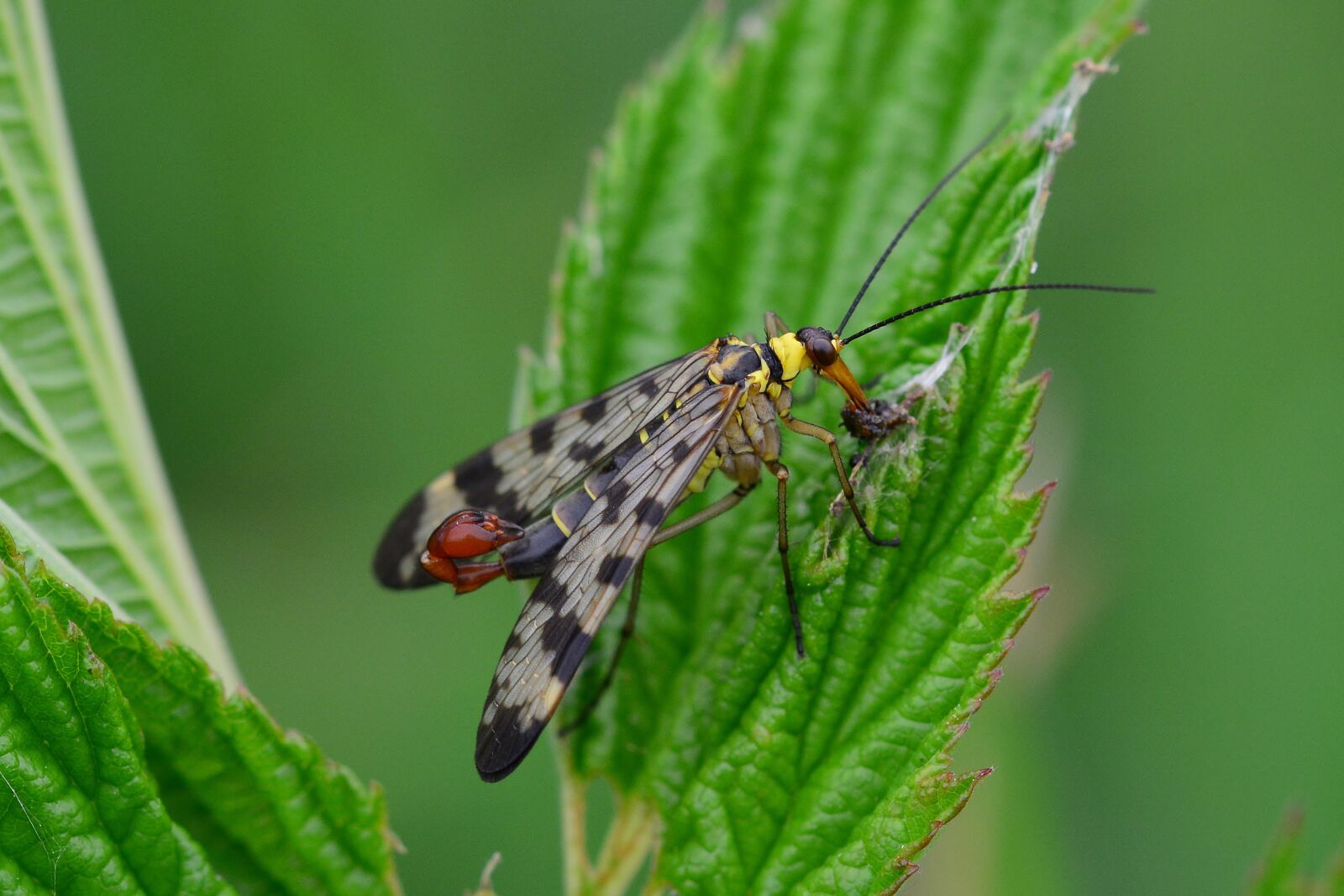 Nikon D5200 sample photo. Communis, insect, meadow photography
