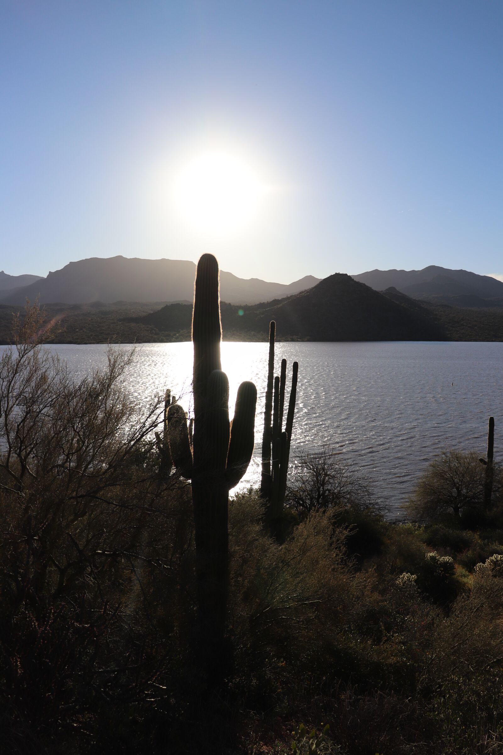 Canon EOS 200D (EOS Rebel SL2 / EOS Kiss X9) sample photo. Cactus, sunrise, arizona photography