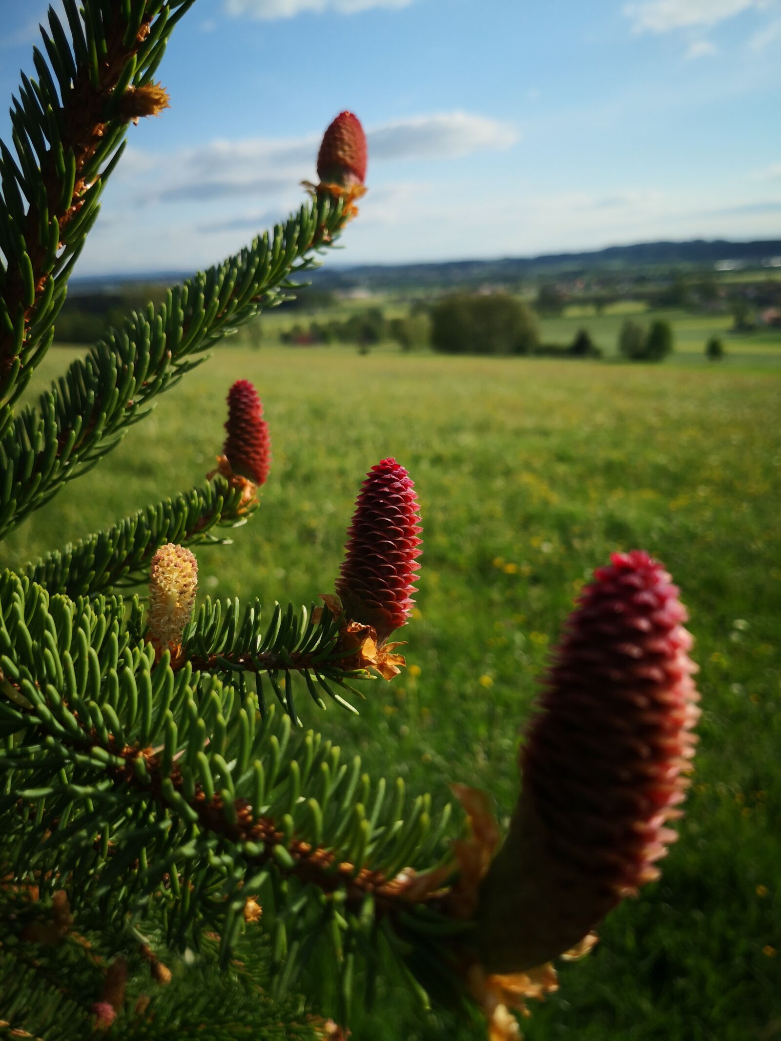 HUAWEI Mate 10 Pro sample photo. Tree, conifer, pine photography
