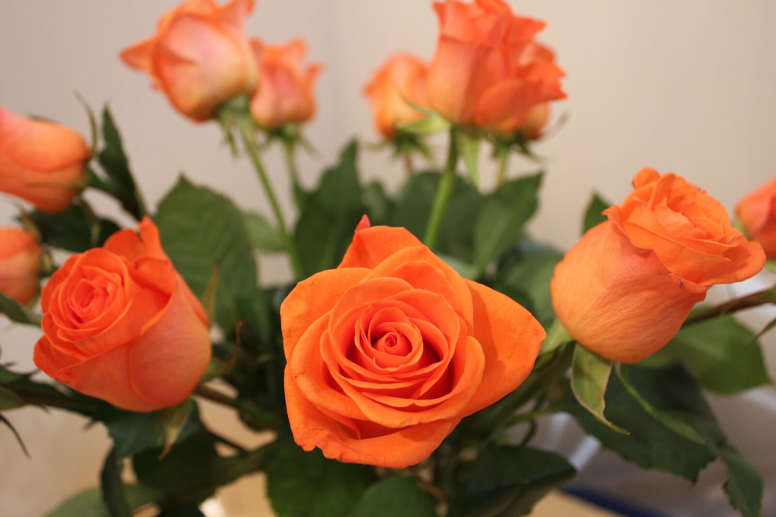 Canon EOS 550D (EOS Rebel T2i / EOS Kiss X4) sample photo. Roses, orange, bouquet photography