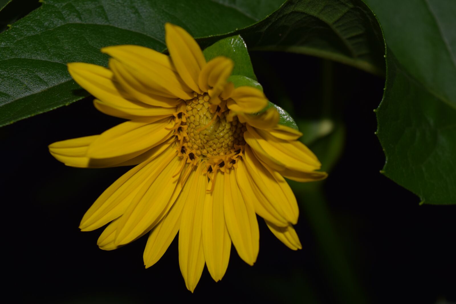 Nikon D3300 sample photo. Sunflower, night photograph, yellow photography