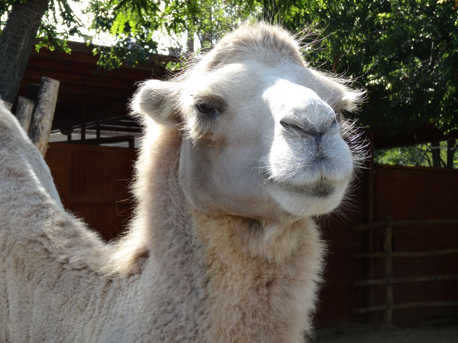 Sony Cyber-shot DSC-HX20V sample photo. Camel, zoo, head photography
