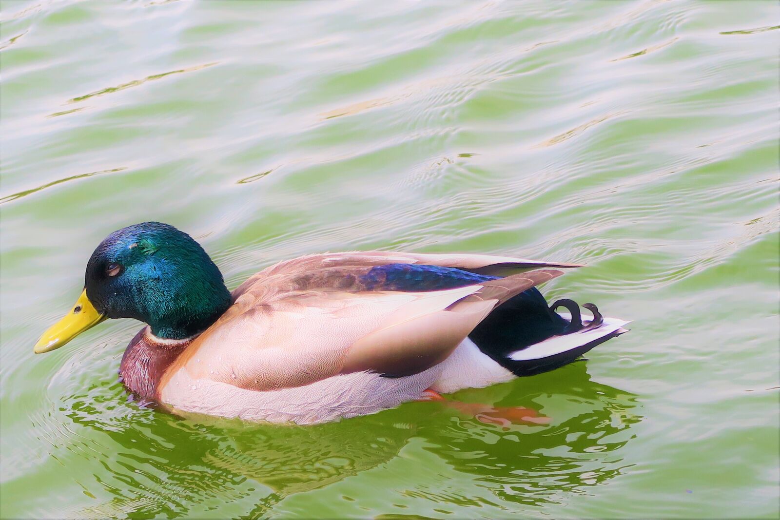 Canon PowerShot G7 X sample photo. Duck, animal, water photography