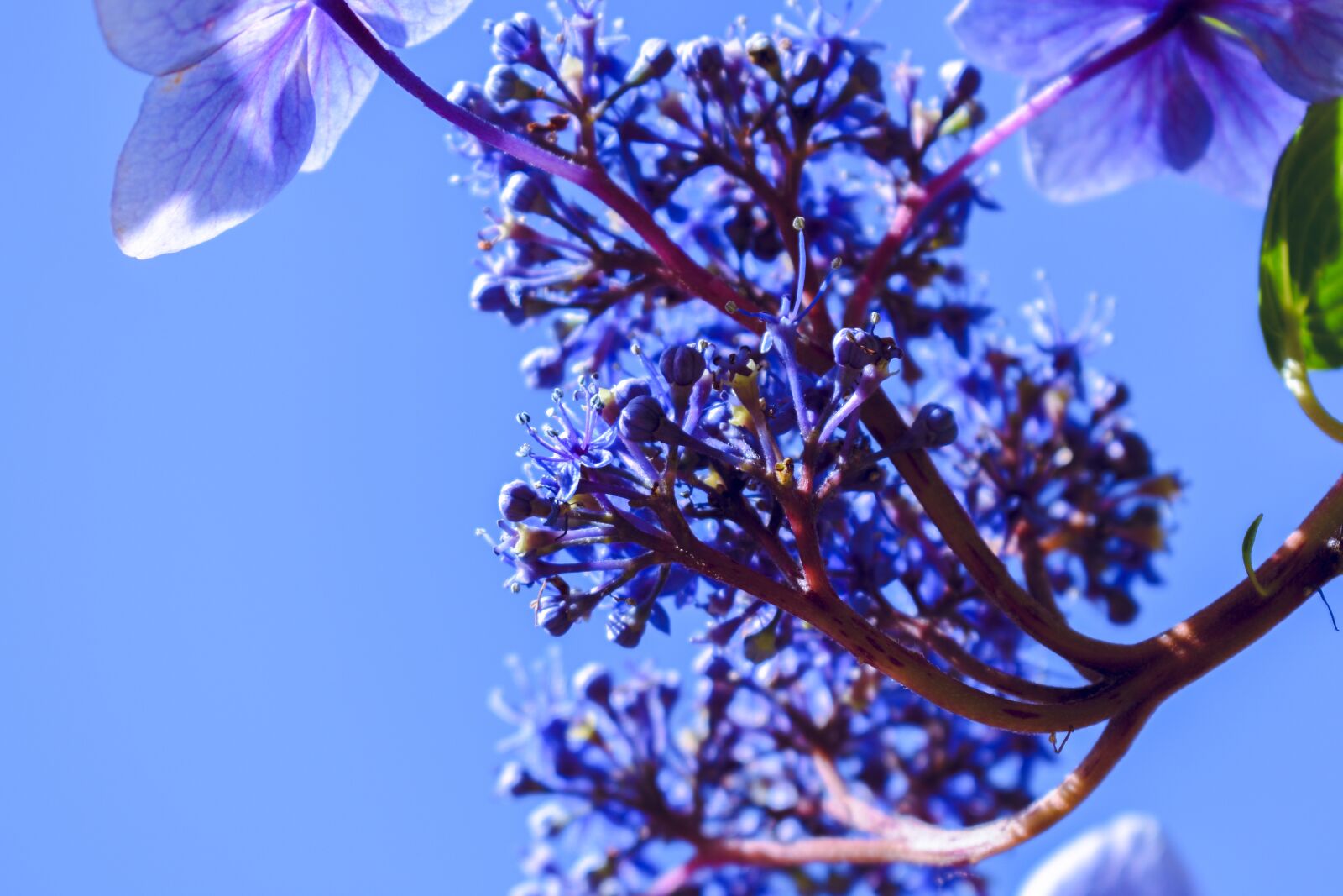 Nikon D5600 sample photo. Blue flowers, pink, purple photography