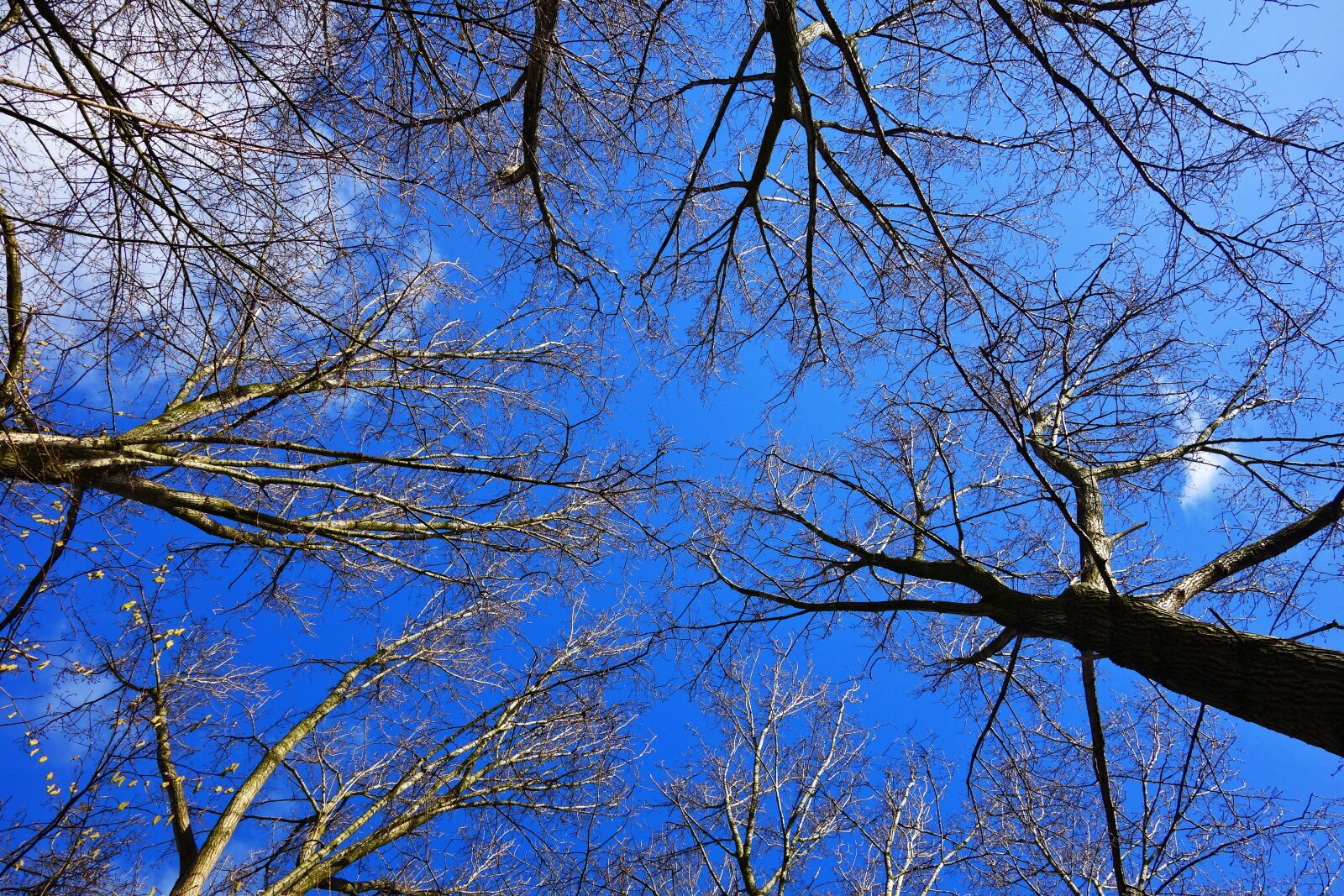 Sony Cyber-shot DSC-RX100 sample photo. Tree, tree top, trunk photography