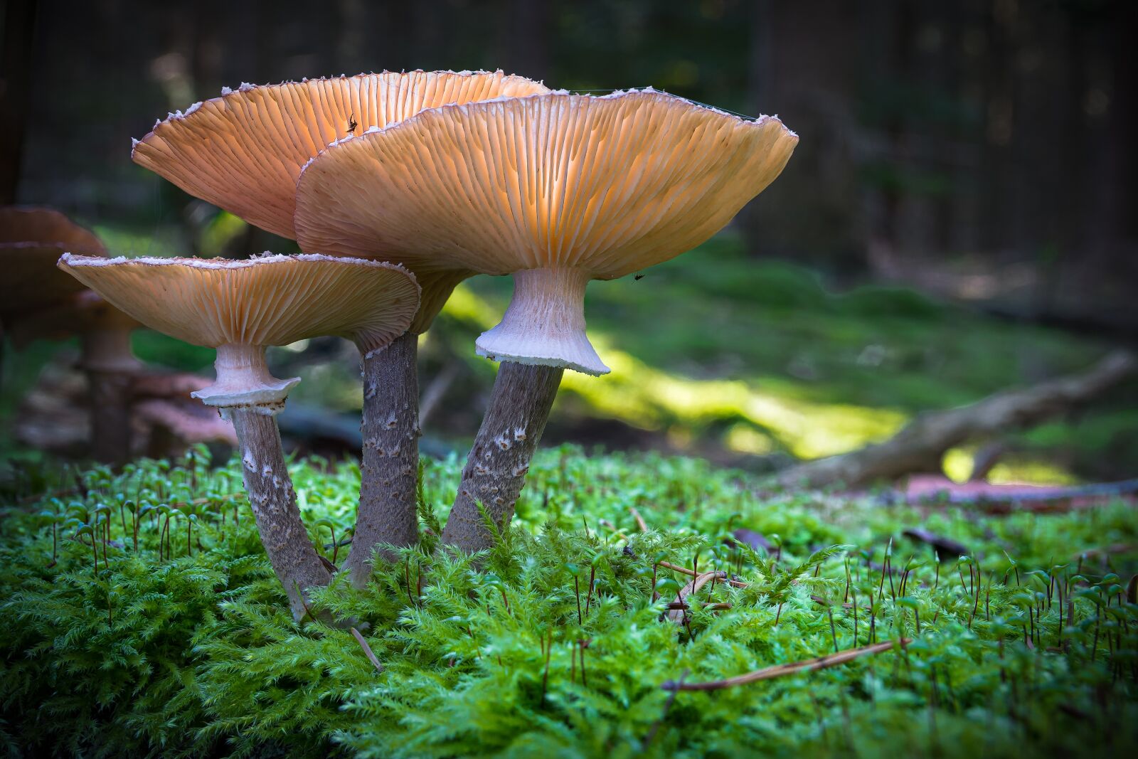 Nikon D5300 sample photo. Mushroom, forest, nature photography