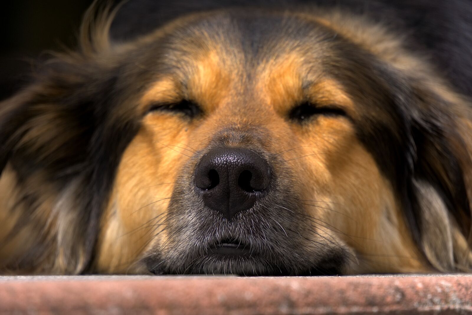Sony E 55-210mm F4.5-6.3 OSS sample photo. Dog, nose, close up photography