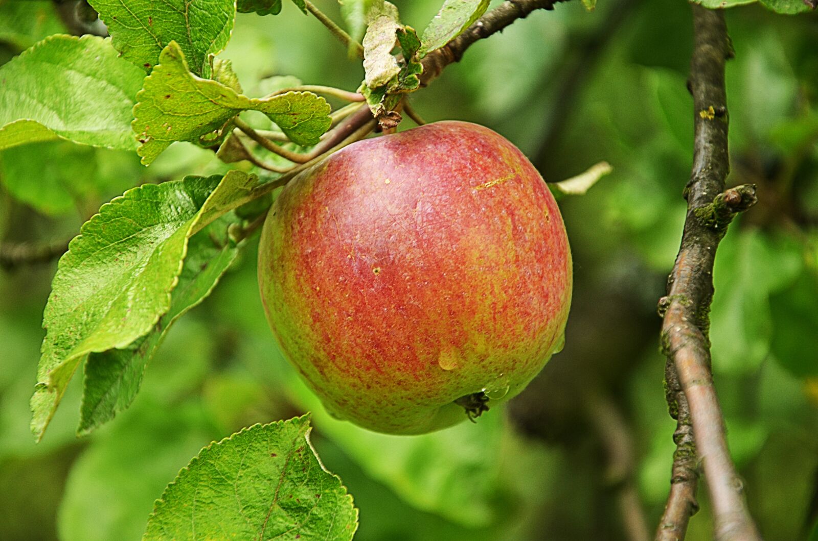Nikon D5100 sample photo. Village, sad, apple photography