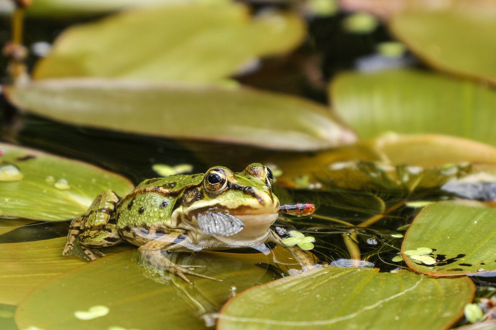 Panasonic Lumix DMC-GH3 sample photo. Frog, pond, water photography