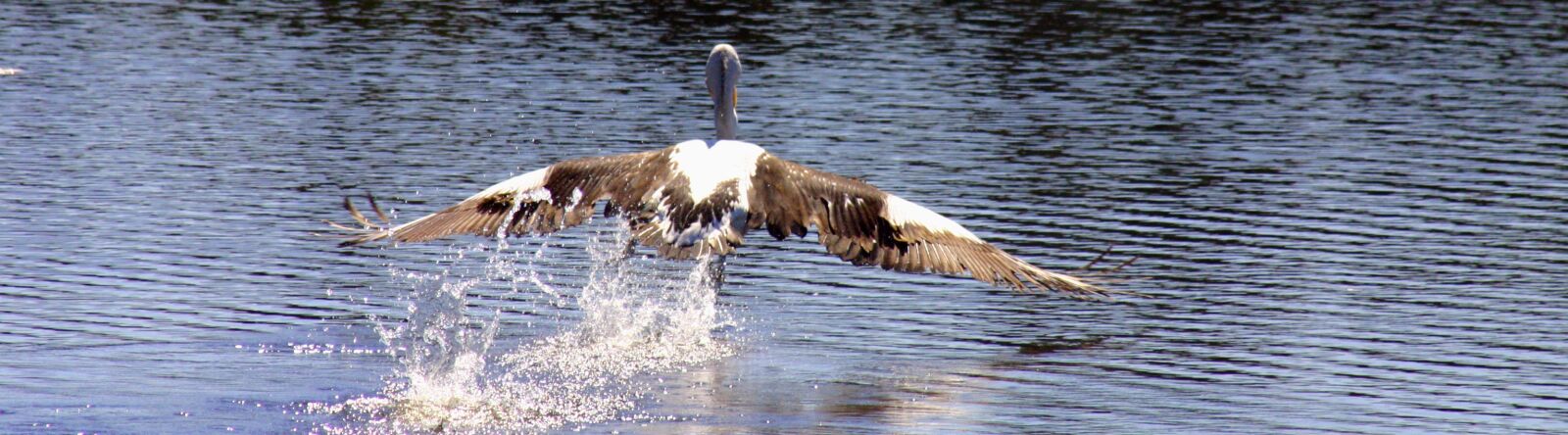 Canon EOS 300D (EOS Digital Rebel / EOS Kiss Digital) sample photo. Pelican, bird, wings photography