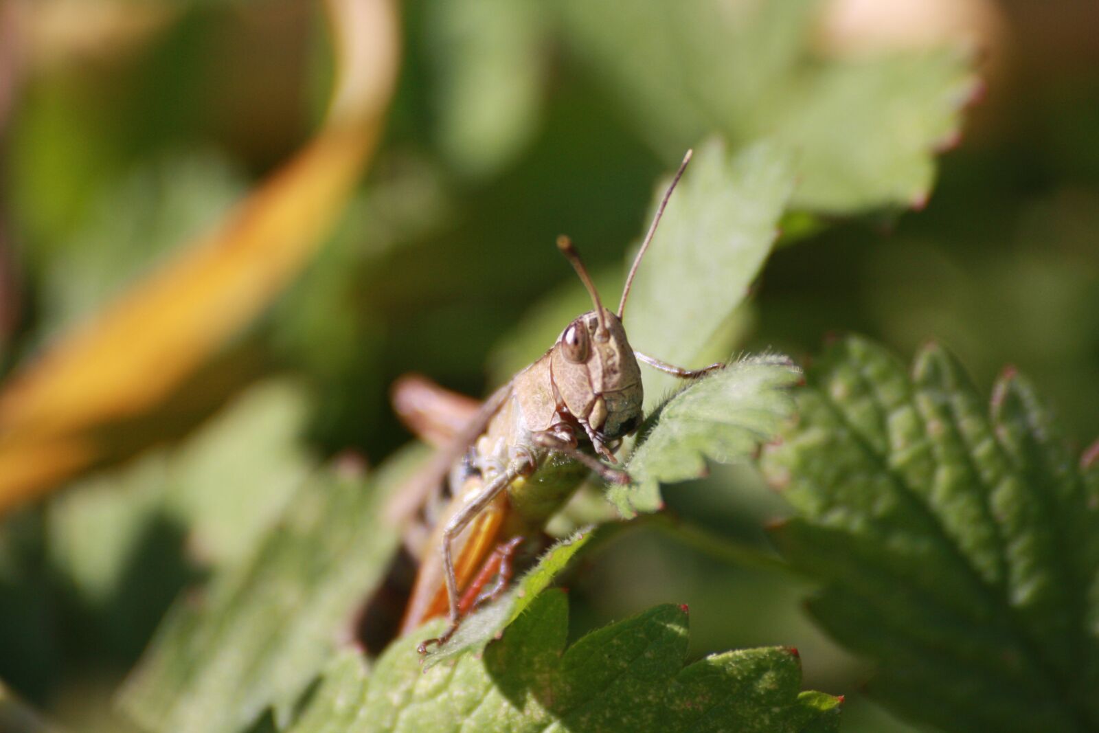Canon EOS 1000D (EOS Digital Rebel XS / EOS Kiss F) sample photo. Desert locust, grasshopper, nature photography