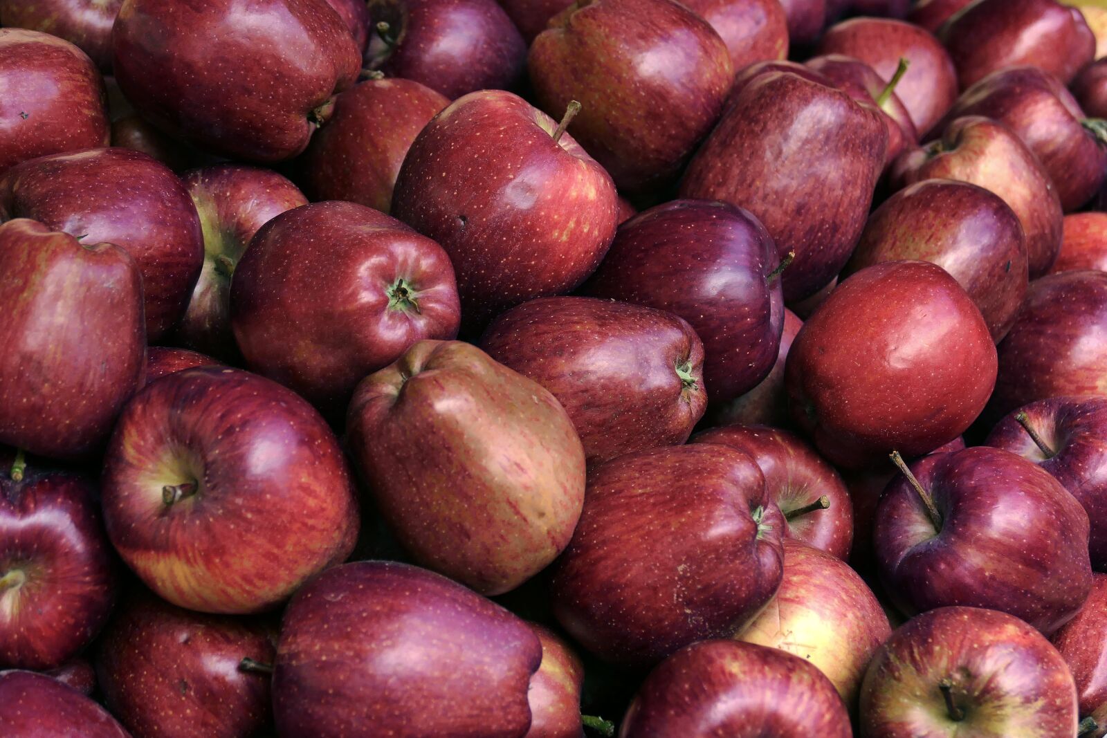 Panasonic Lumix DMC-FZ1000 sample photo. Apple, the fruit of photography