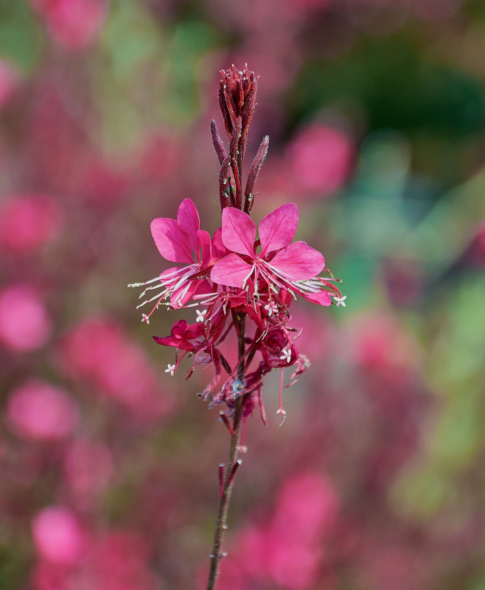Nikon D7200 sample photo. Flower, color, plant photography