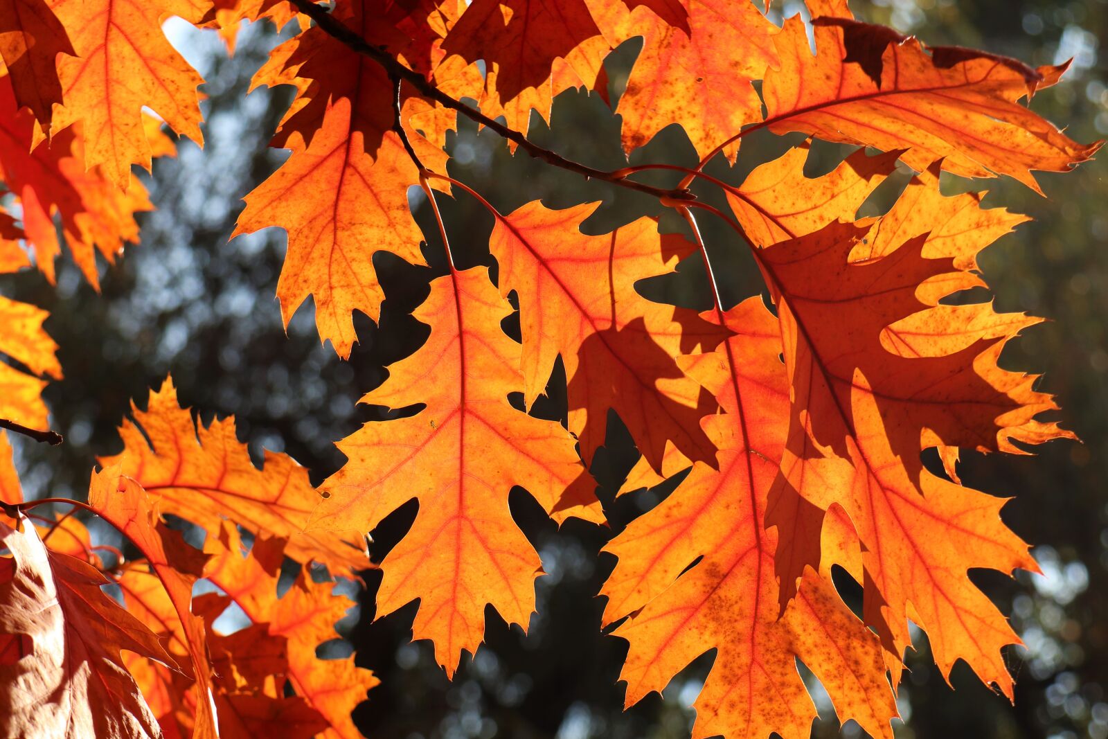 Canon EOS M6 sample photo. Oak leaves, colors, light photography