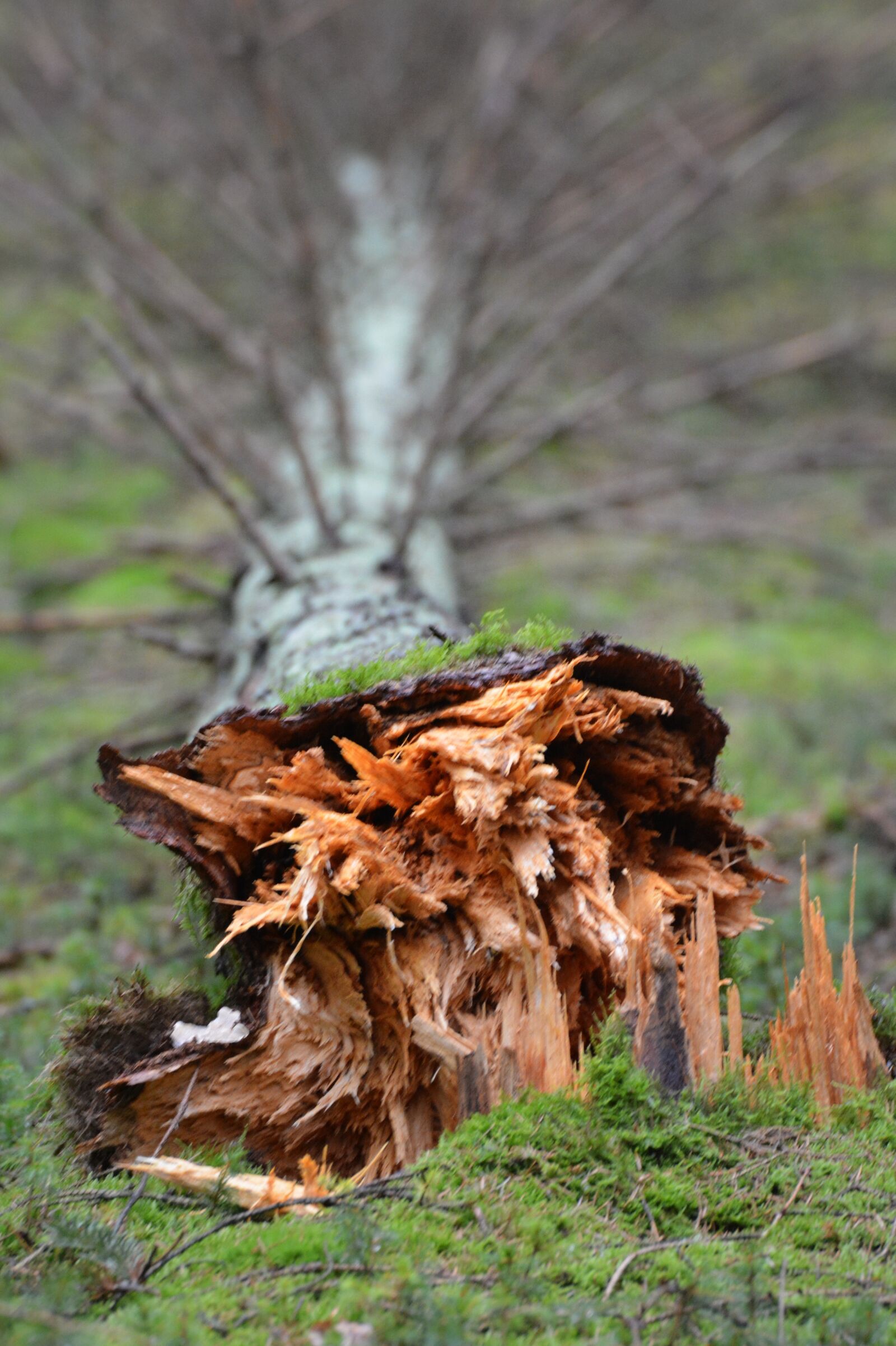 Nikon D5200 sample photo. Tree, nature, wood photography