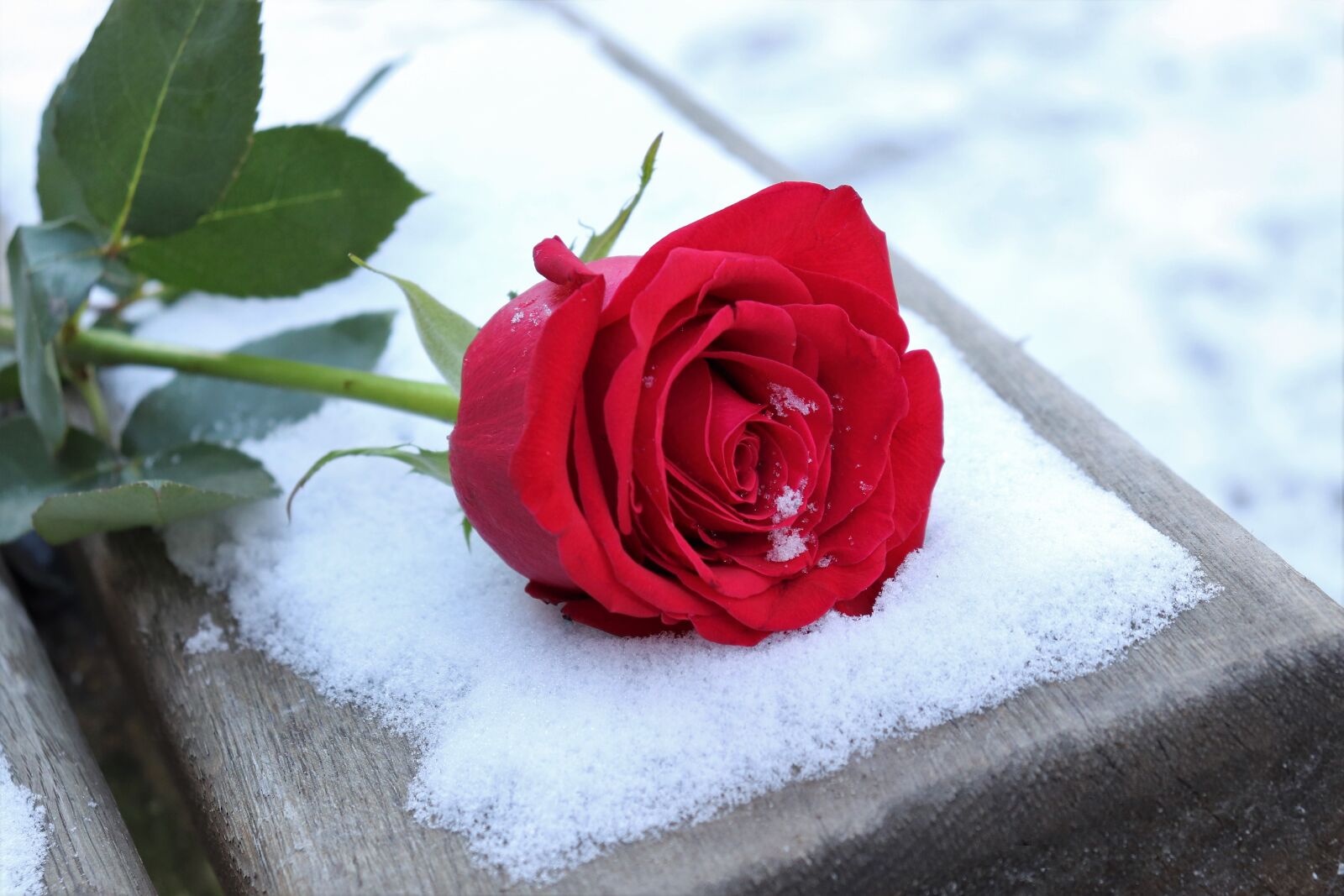 Canon EOS 200D (EOS Rebel SL2 / EOS Kiss X9) sample photo. Red rose on bench photography