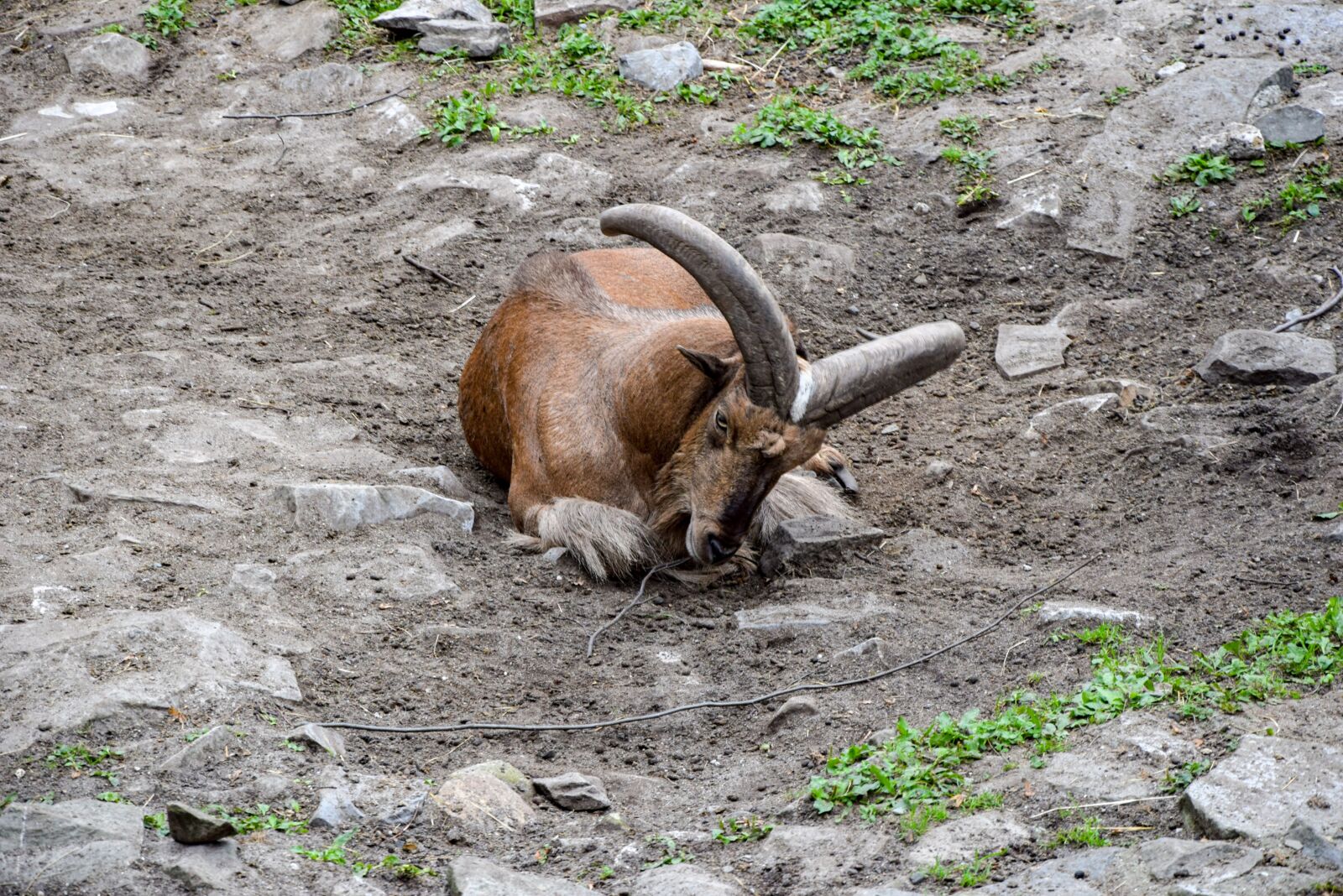 Nikon D5300 sample photo. Goat, zoo, animal photography